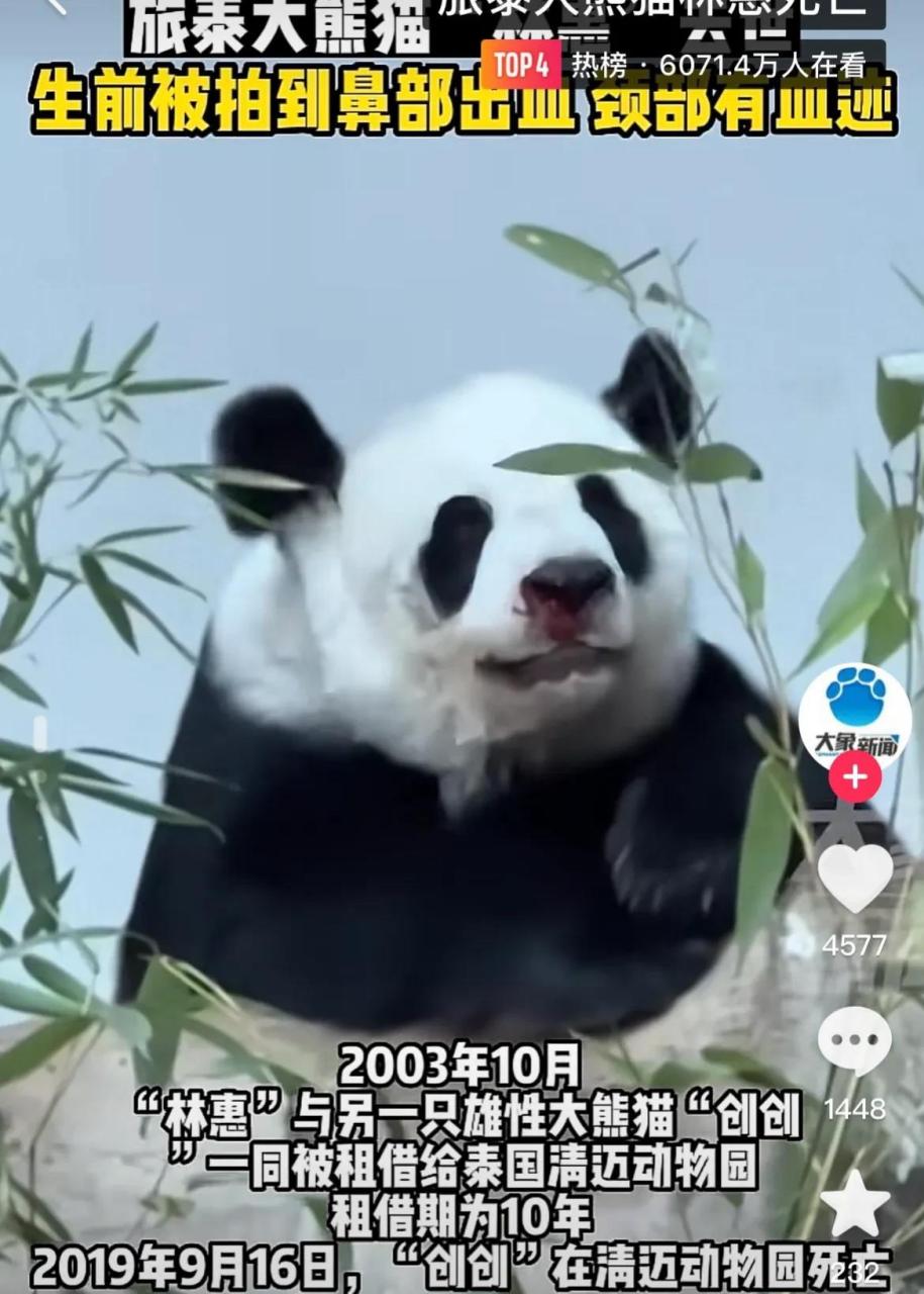 旅泰大熊猫"林惠"死亡# 泰国的大熊猫林惠去世了[流泪] 昨天还刷到它