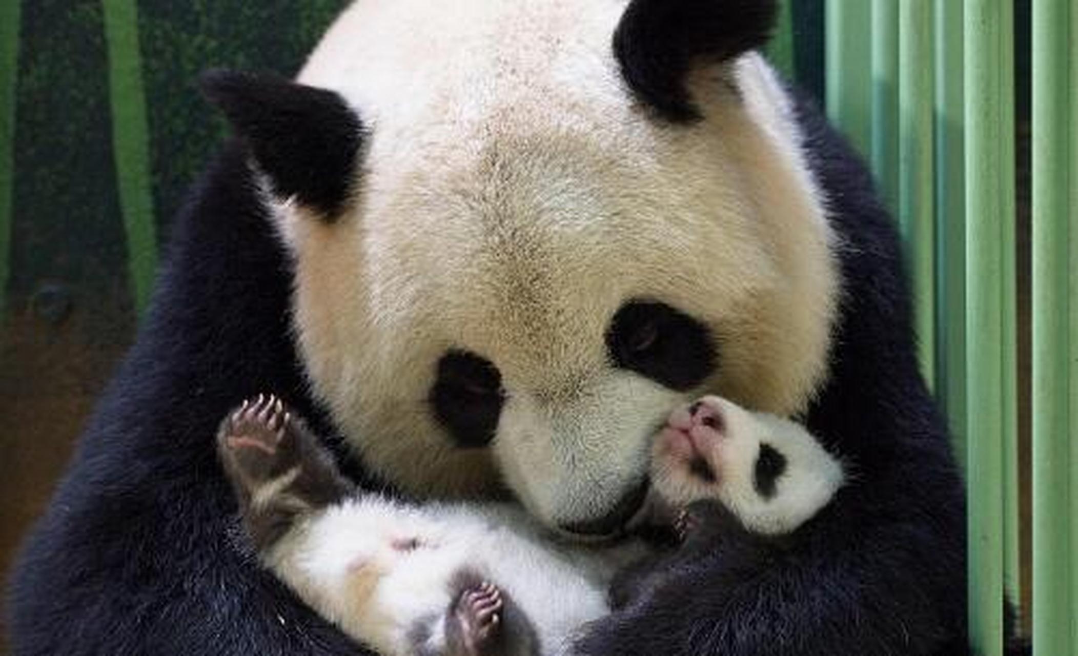 美国大熊猫丫丫的状况让人看了确实很担心, 可能大熊猫年龄到了一定