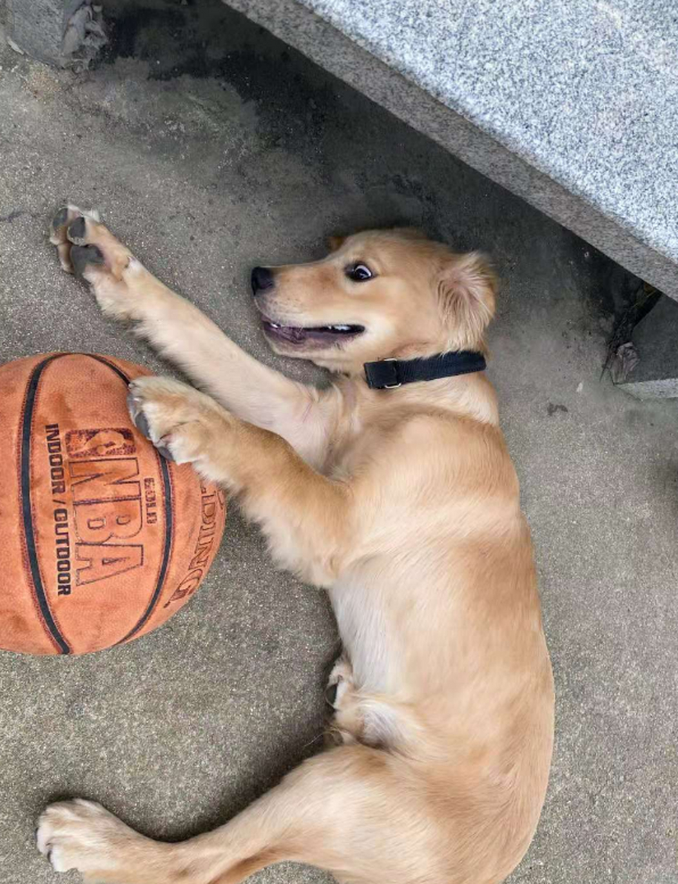 没想到,这还是一只爱打篮球的狗子