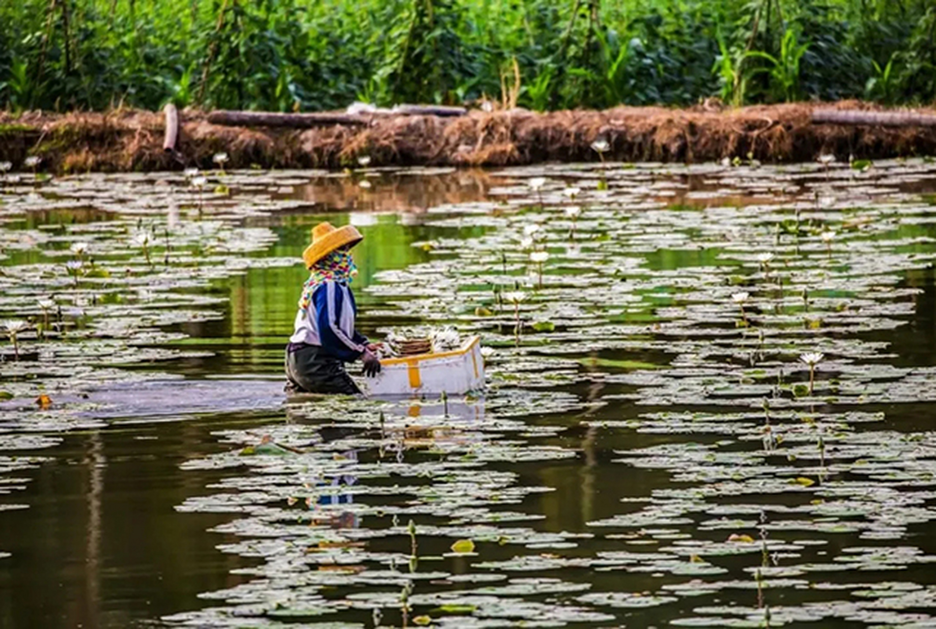 在海南省三亚市崖州区,有一个黎族古村抱古村,是海南当地著名的贫困村