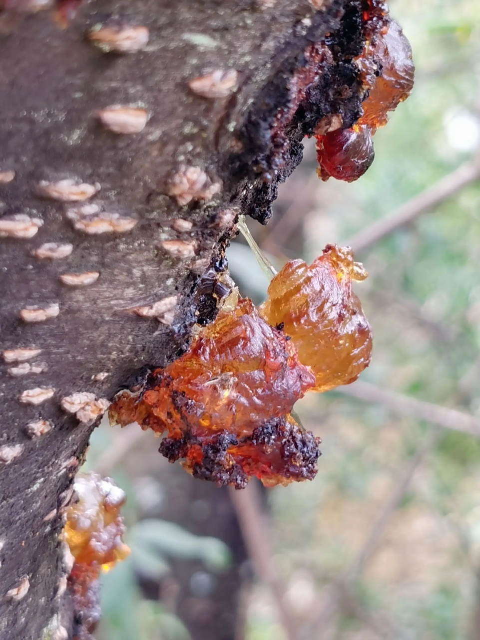 桃胶,它是桃树的树皮分泌出来的红褐色或黄褐色胶状物质