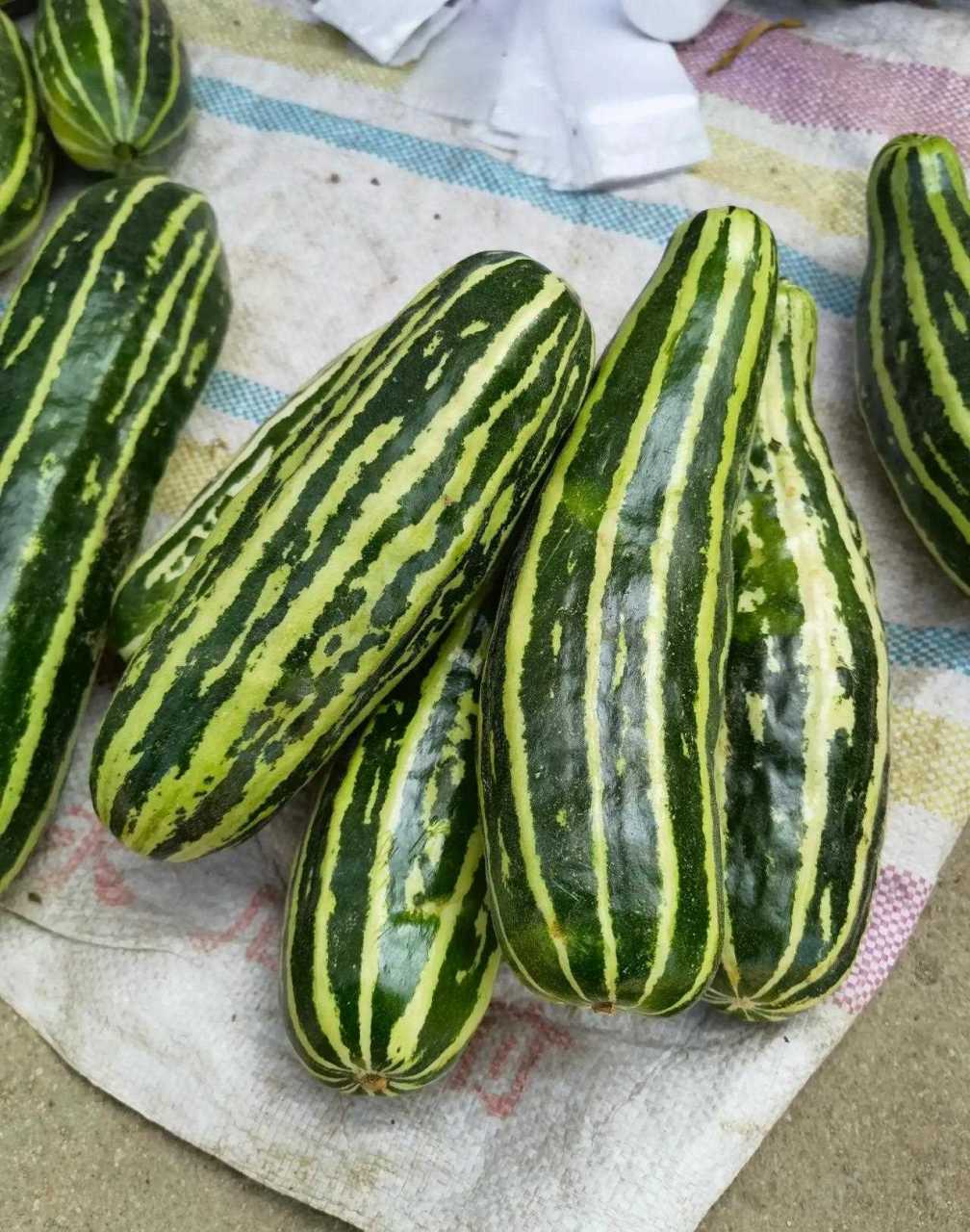 这种瓜,在我老家叫"菜瓜条子",味道跟黄瓜差不多,基本没有甜味,还带一