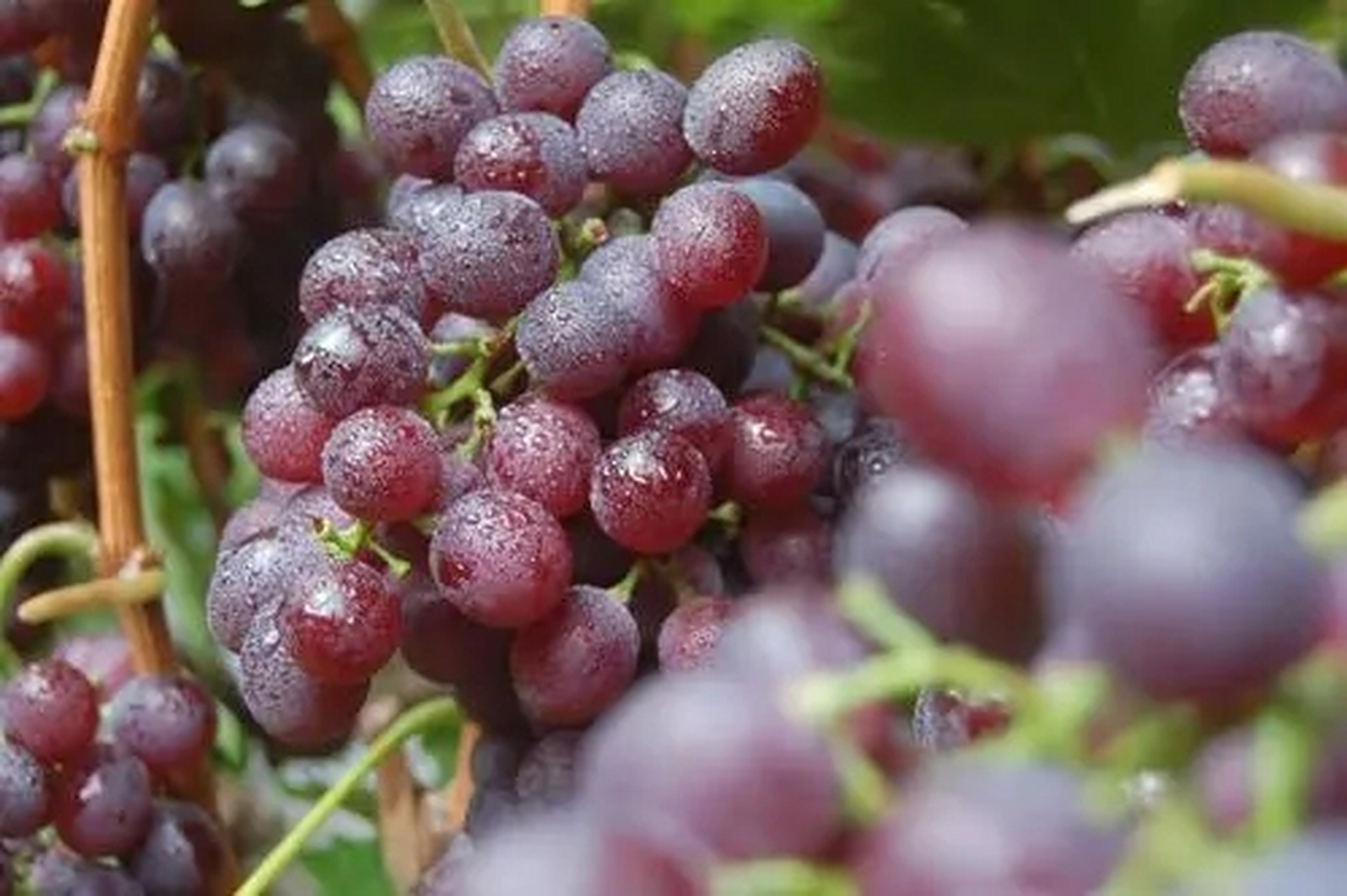 曹丕有多喜欢吃葡萄呢?