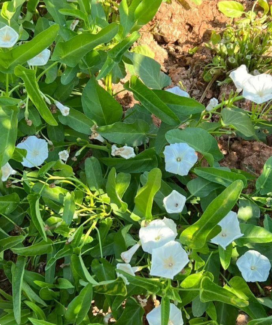 瞧!空心菜开花了耶