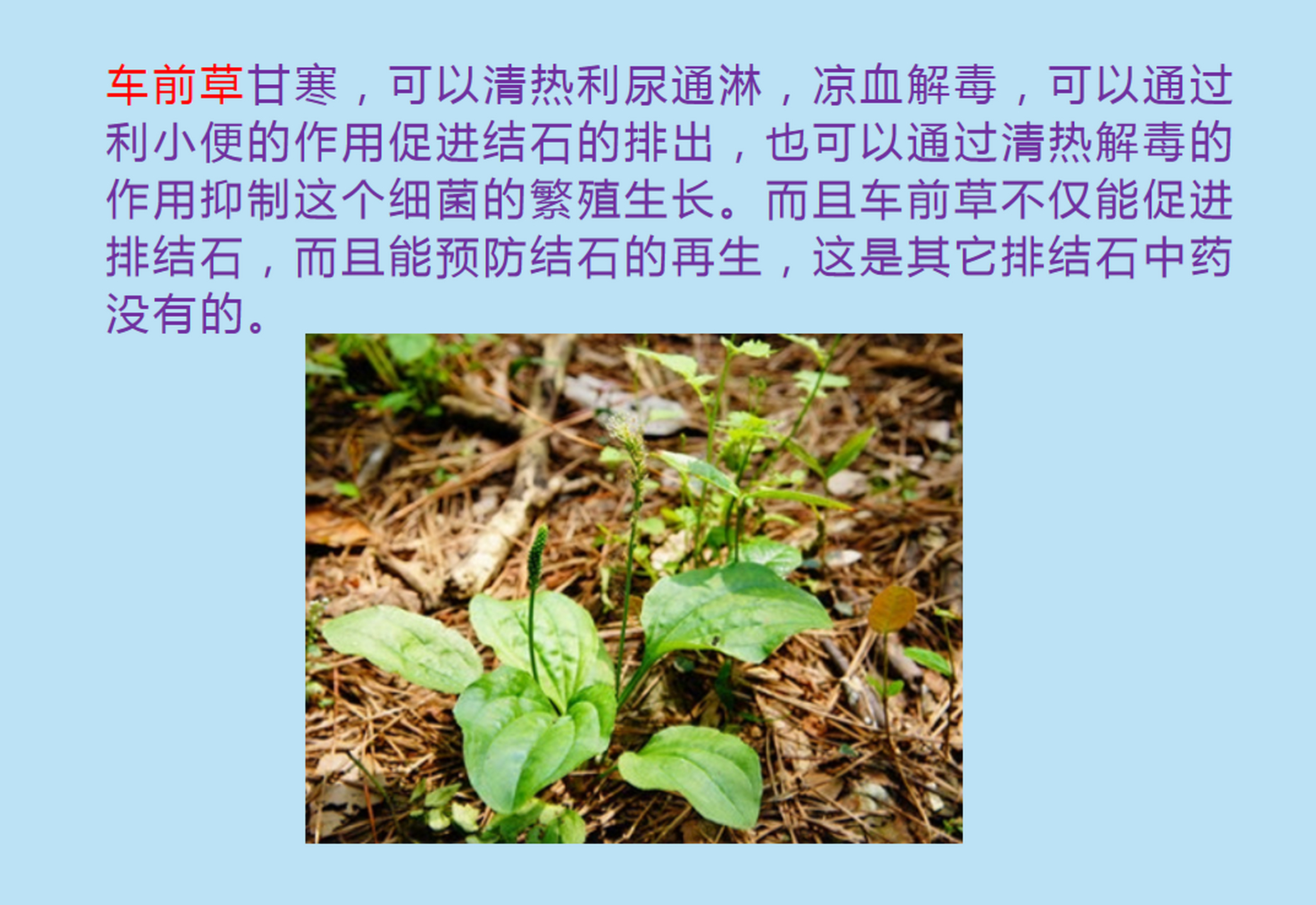 肾结石的克星找到了,2味中药消结石 肾结石结石越小越好排,泥沙样结石