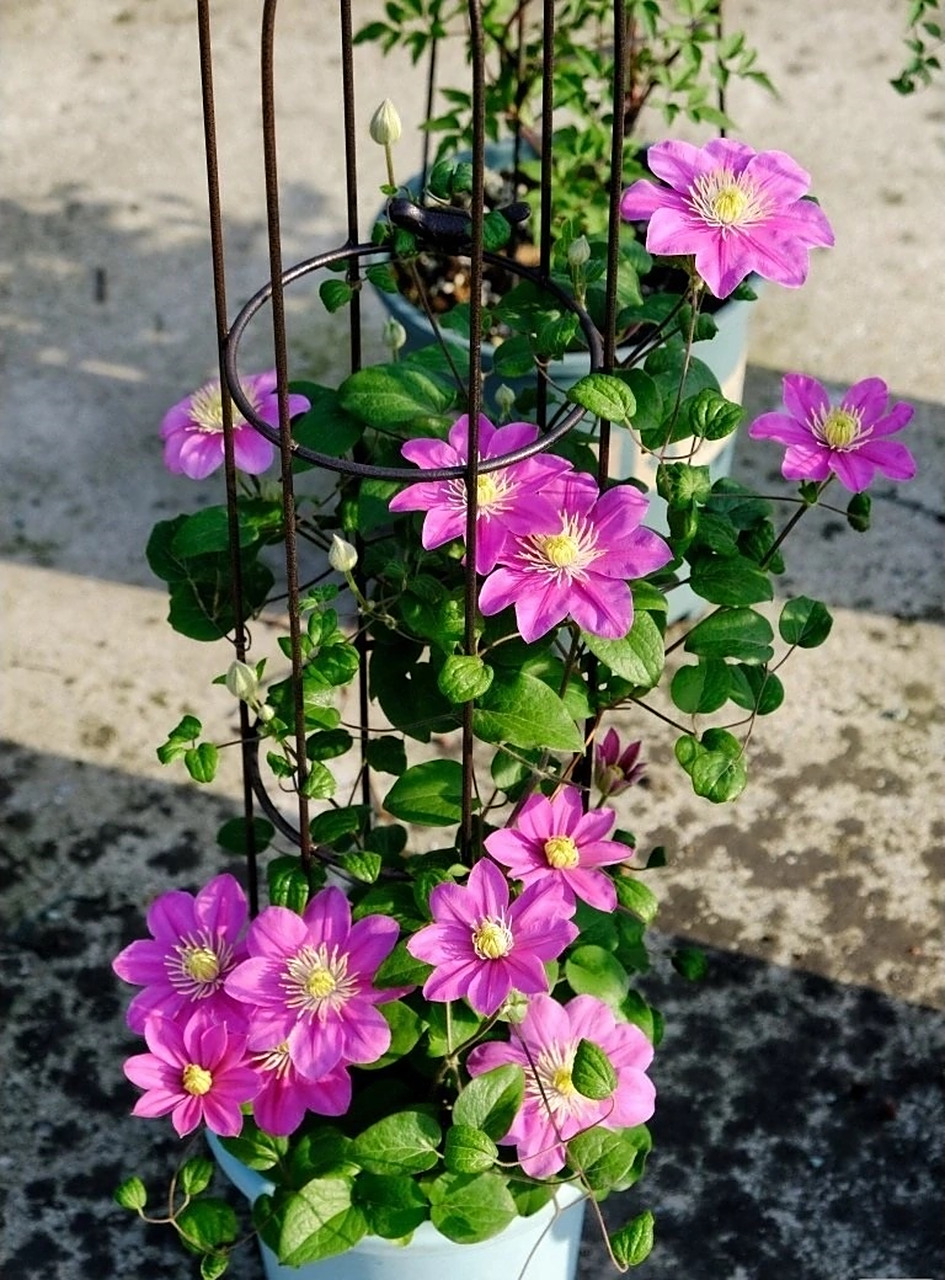 给大家推荐一款适合阳台养的铁线莲——阿莱娜,大道系小型品种,株高仅