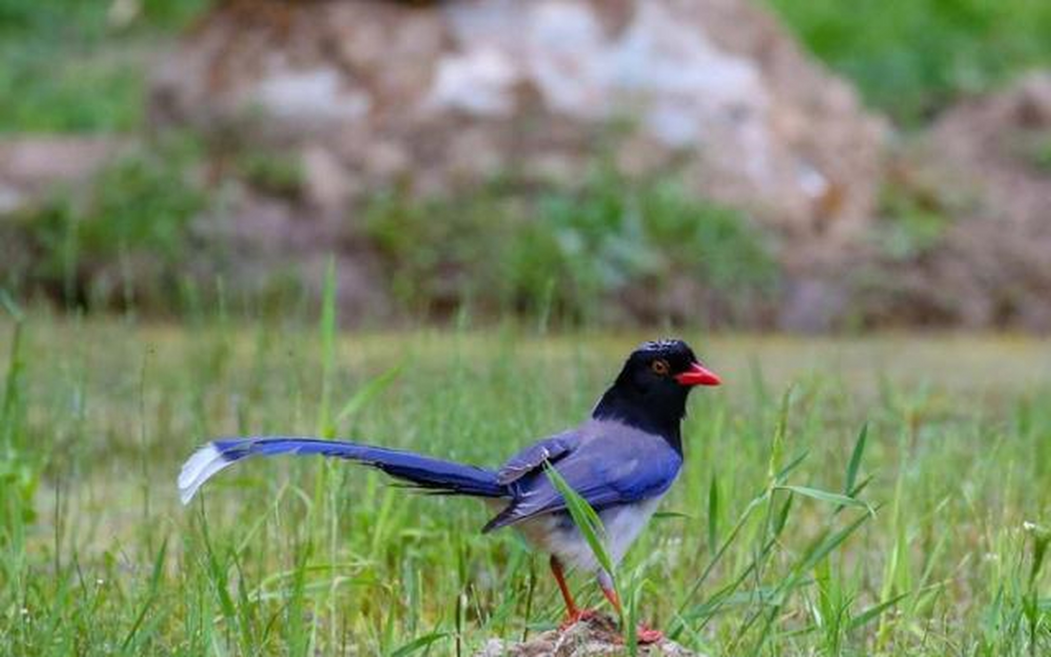 美丽漂亮的吉祥鸟—红嘴蓝鹊