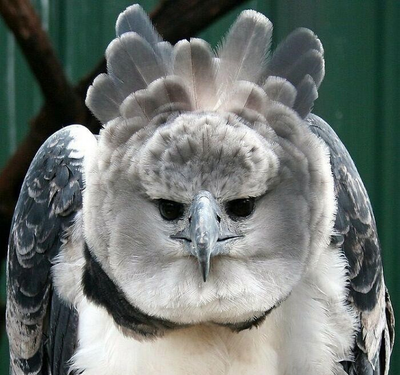 美洲角雕是大型猛禽,体型大,喙和爪均强健,腿部羽毛一直覆盖接近至