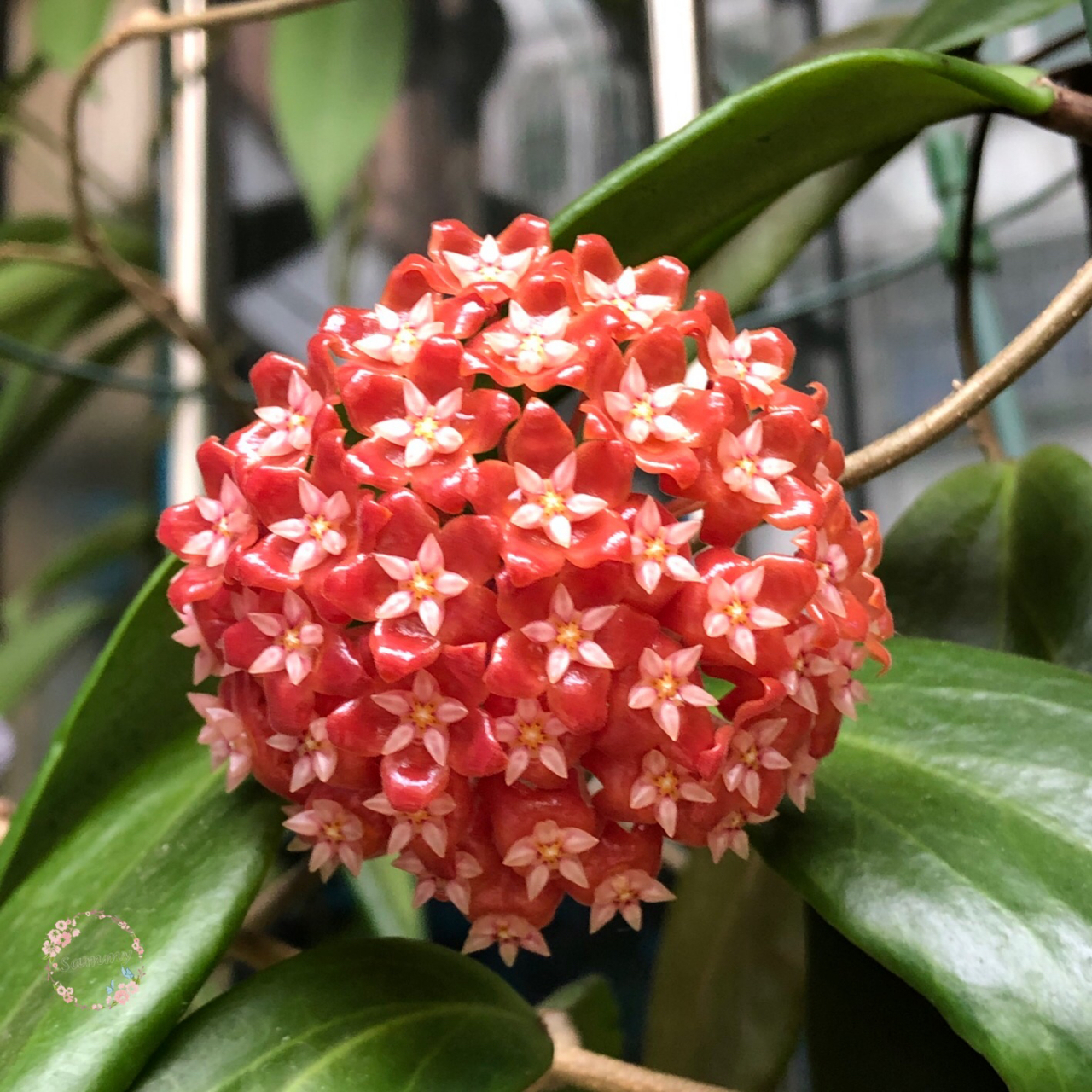 阳台朝北,或是采光条件不佳的花友,养花可以选择这个品种——火红球兰