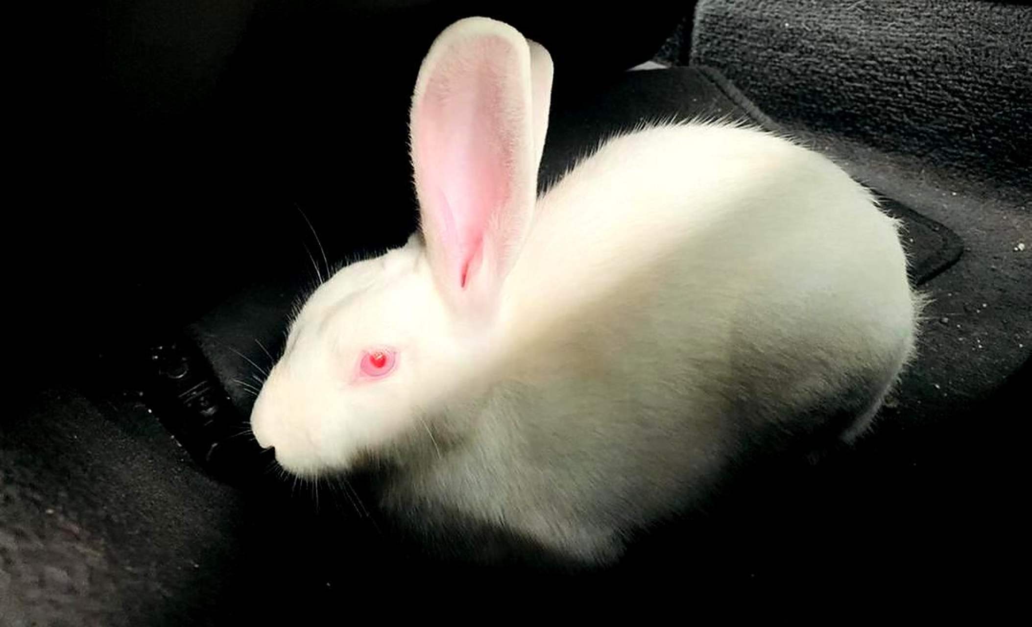 为什么有些兔子的眼睛是黑色的,而不是红色的?