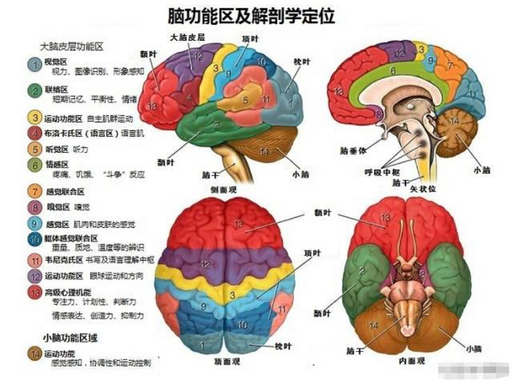 给大家展示下大脑功能区及解剖定位,看看你的大脑有多复杂.