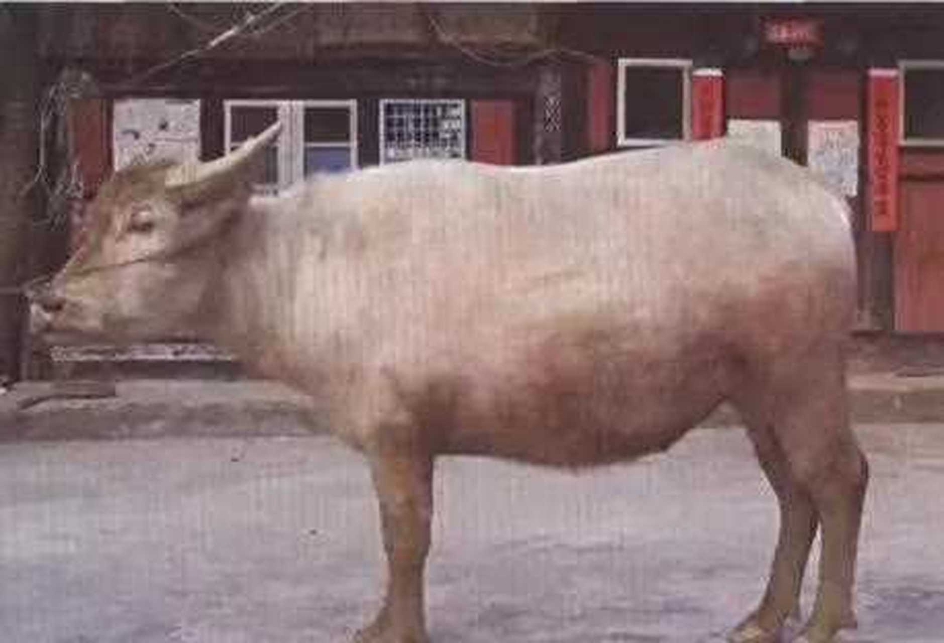 【贵州牛】白水牛是贵州凤冈县特有的优良畜种,白水牛被毛全白,致密而