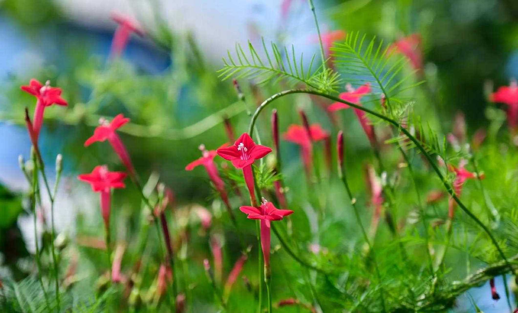 羽叶莺萝花语图片