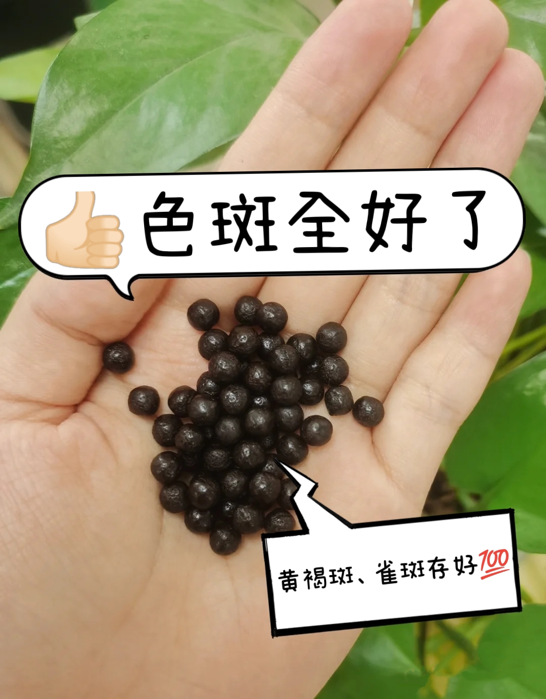 药店不愿卖的4种色斑"金牌药",黄褐斑,雀斑存好   1——红花逍遥片