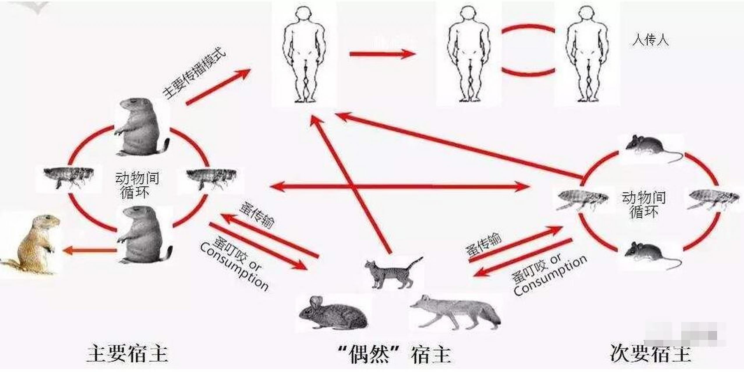 【云南勐海发现1例疑似腺鼠疫病例,当地启动Ⅳ级应急响应 云南勐海