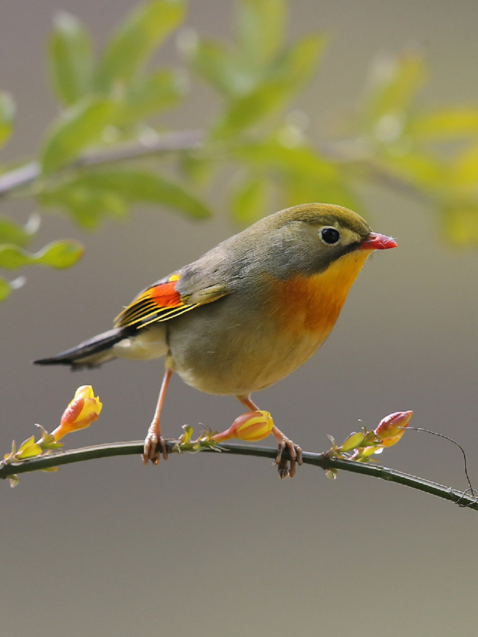 每天陪孩子一起瞧动物 名称:红嘴相思鸟(leiothrix lutea) 简介:该