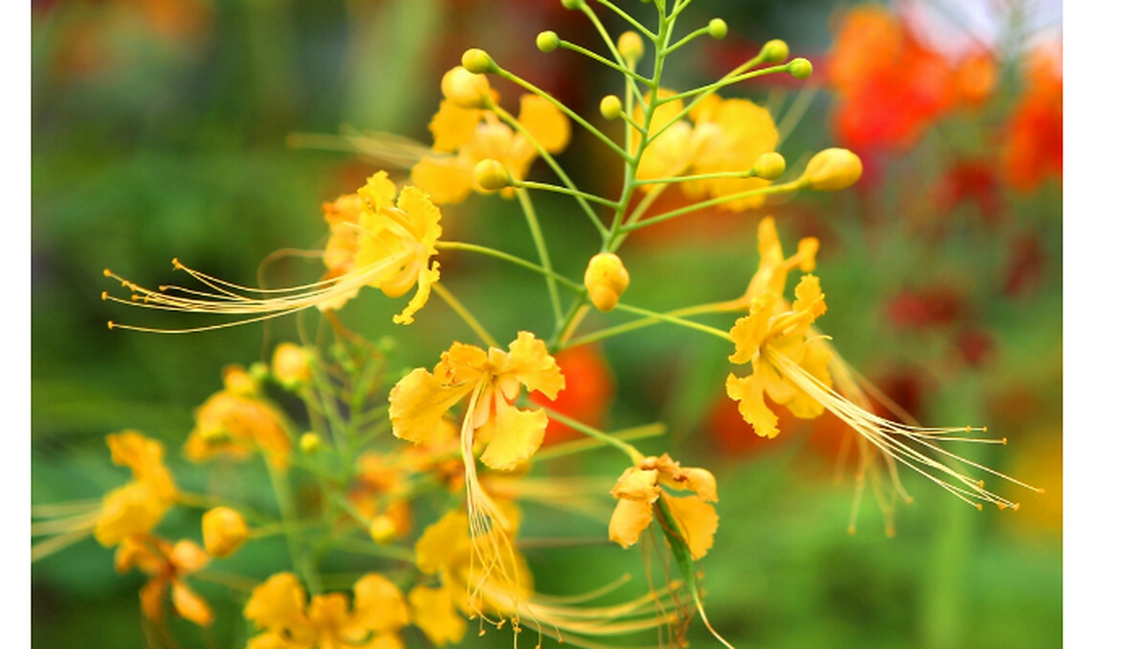 金凤花,大灌木或小乔木;高达3米,枝绿或粉绿色,有疏刺.