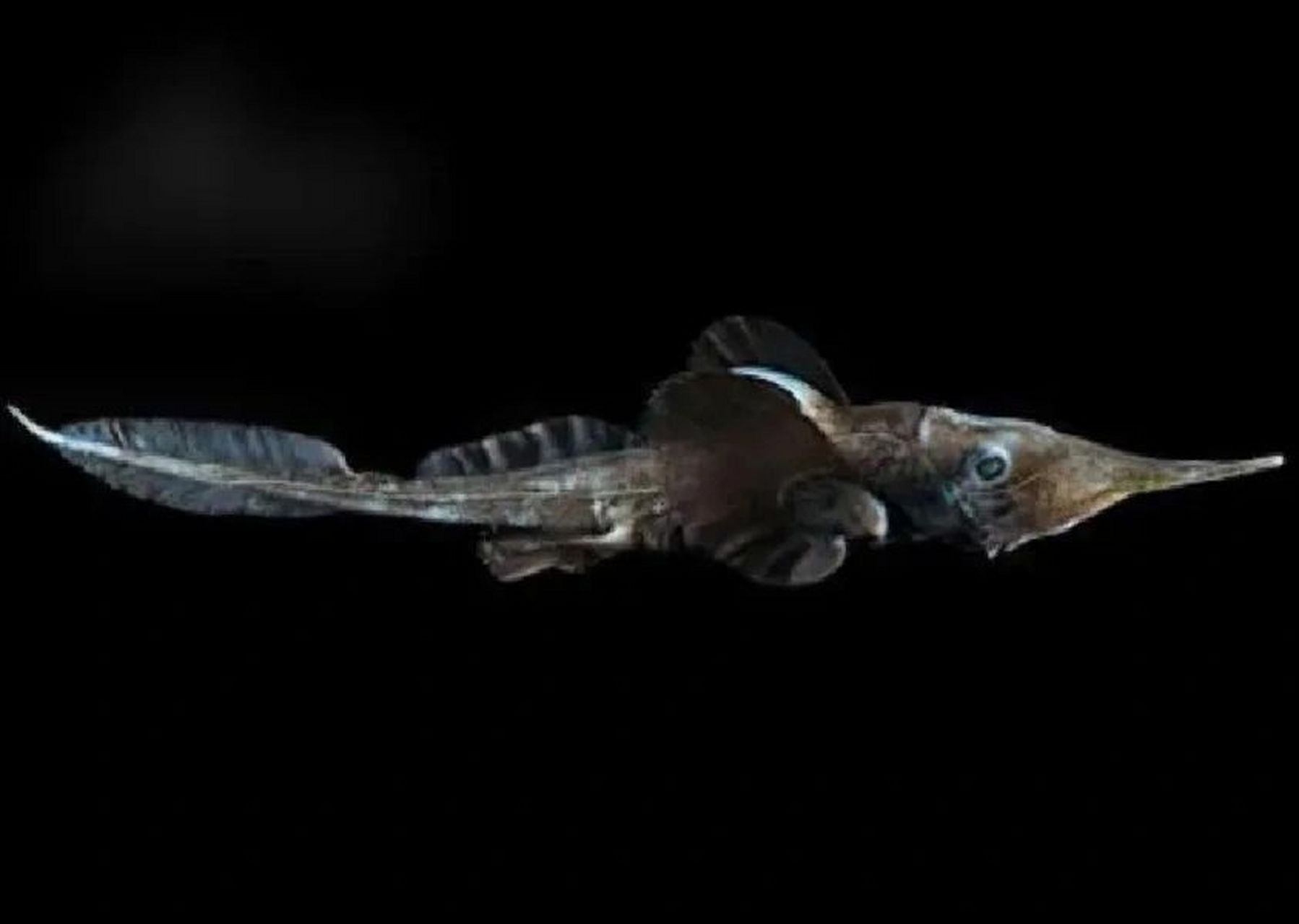 海中幽灵 长吻银鲛科 软骨鱼纲全头亚纲银鲛目的1科鱼类的统称 体长60