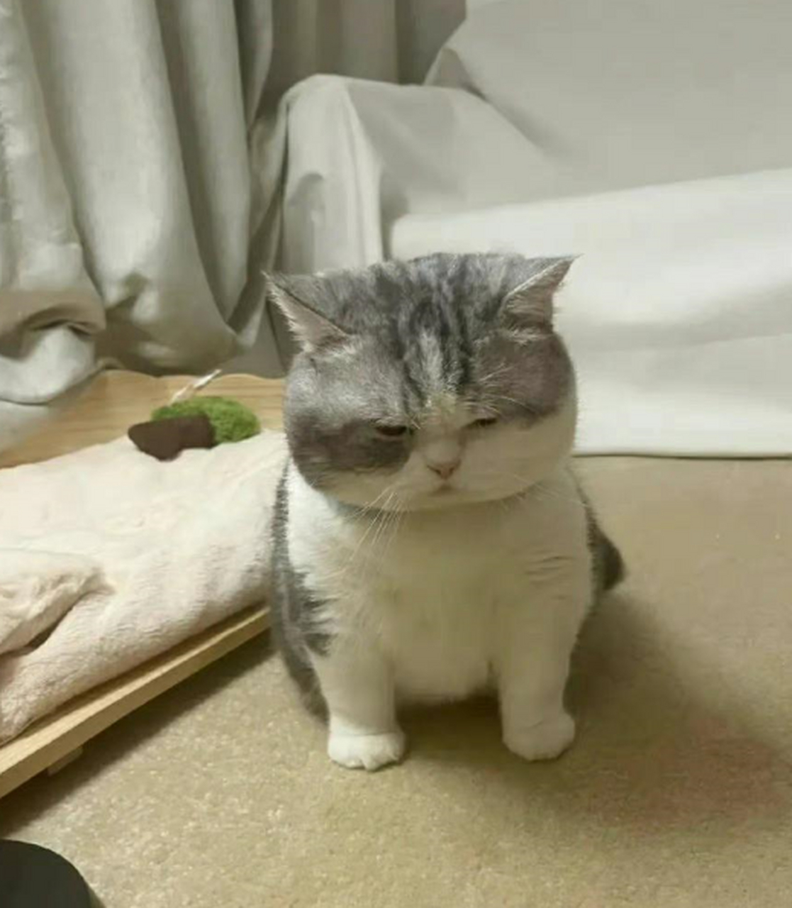 半夜被吵醒的小猫咪,有情绪了