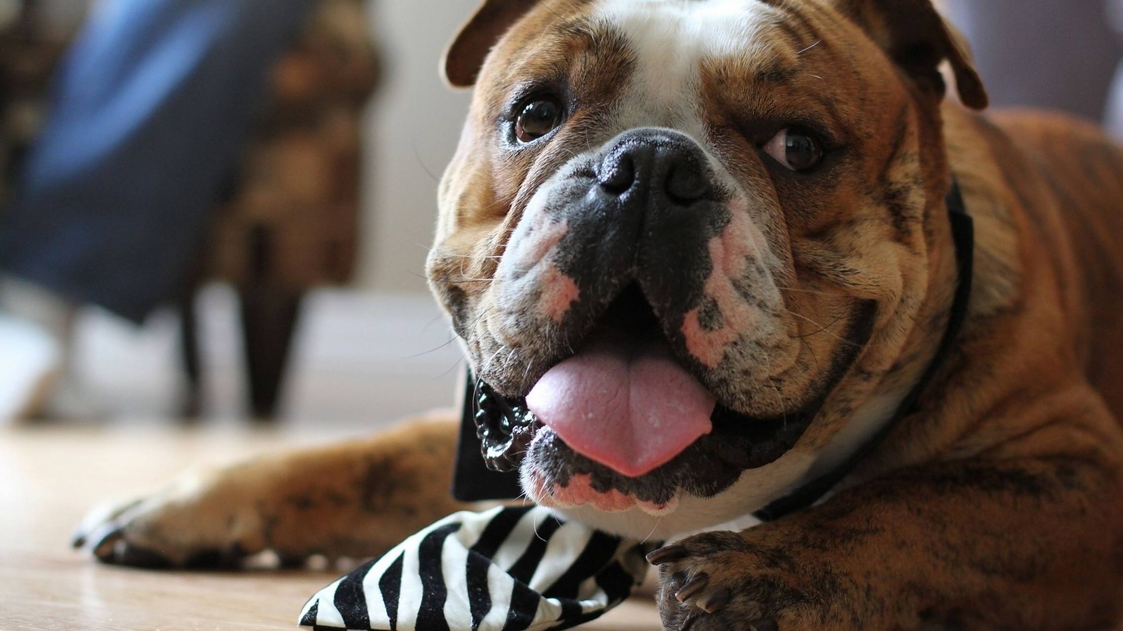 据说这是最聪明的狗,也很漂亮.它也可以算术.小主人问:1加1等于多少?