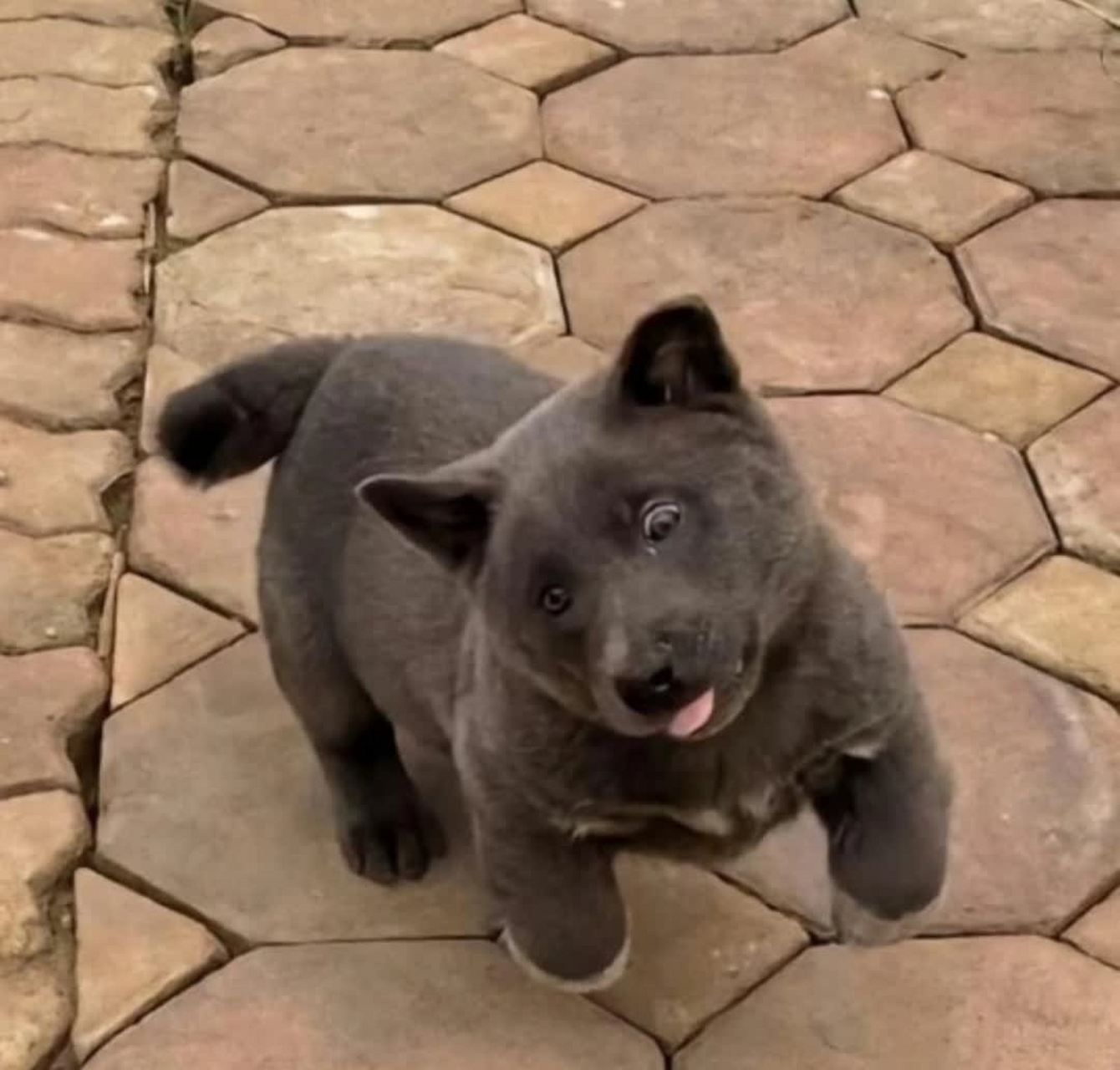 网友:我家这只傻狗,逗逗它,做成表情包[大笑]