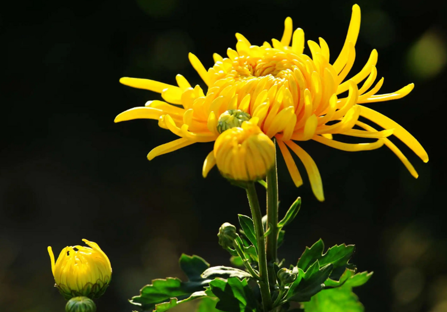菊花搭配三物,天然的安眠药大家都知道菊花是一味天然药材,这里吴主任
