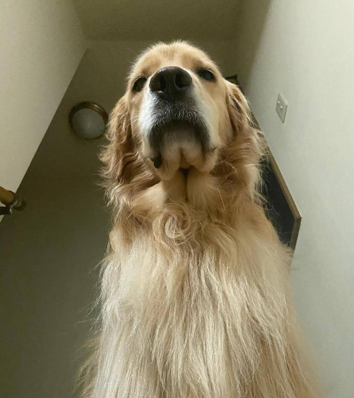 来自金毛的压迫感