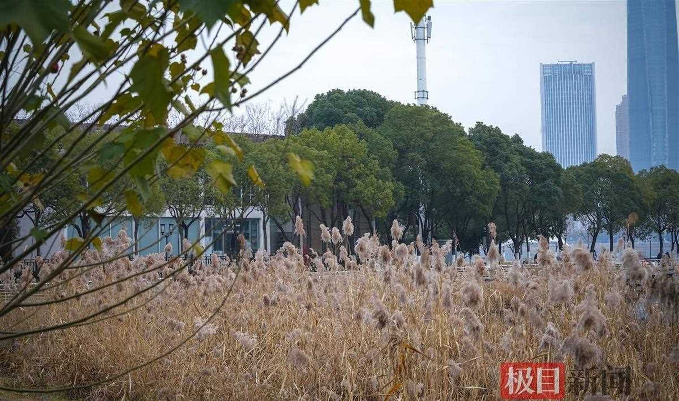 沙湖公园靠近湖北大学后门的湖边,有一片壮观的芦苇荡.