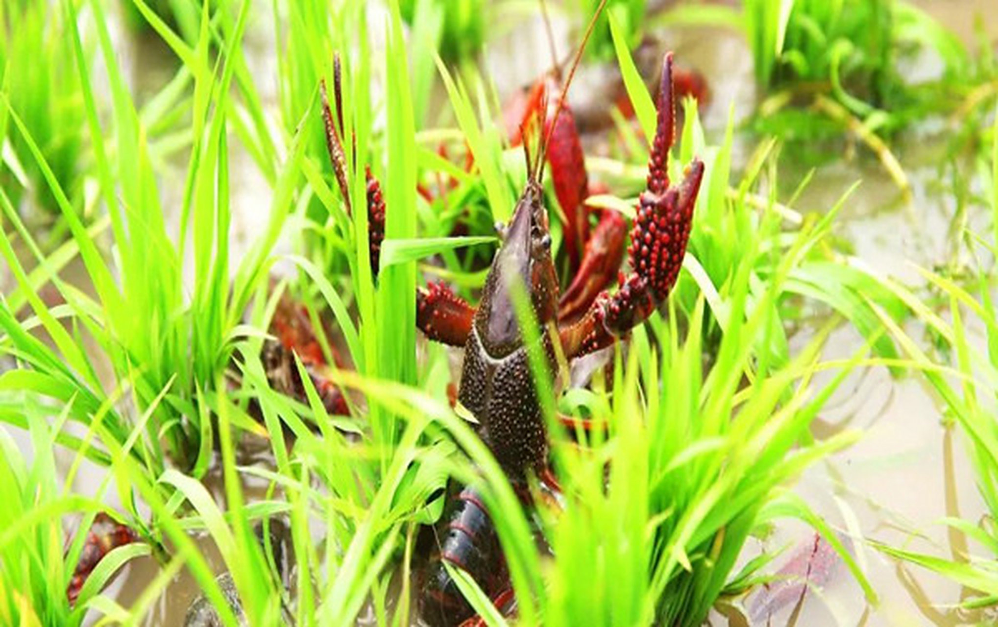 洞庭湖畔的稻虾生态种养,让南县稻虾米和小龙虾成为全国美食代表,你