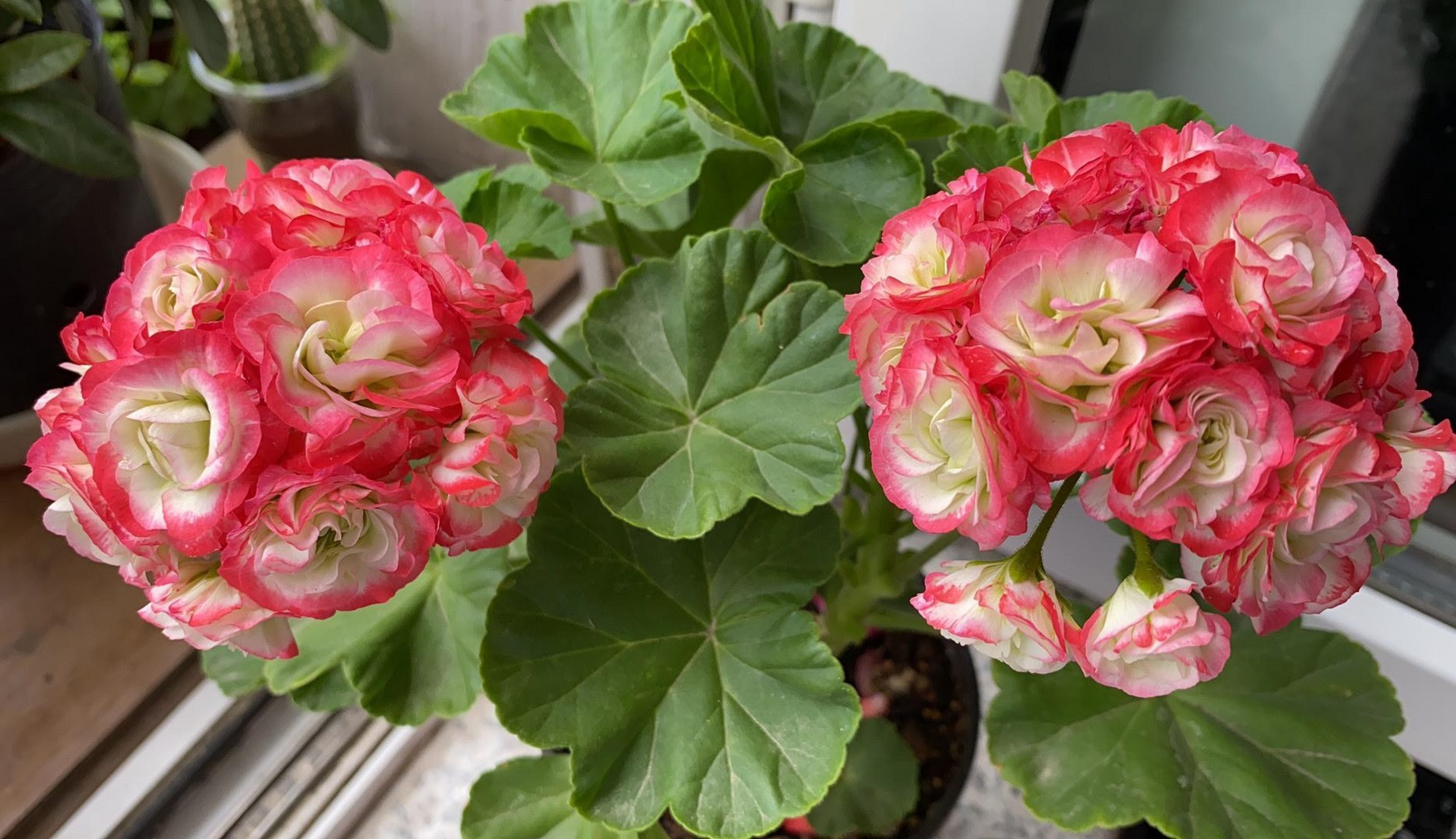 有种天竺葵,名叫"苹果碗",也叫日碗,花朵长得像玫瑰花,红白色相间