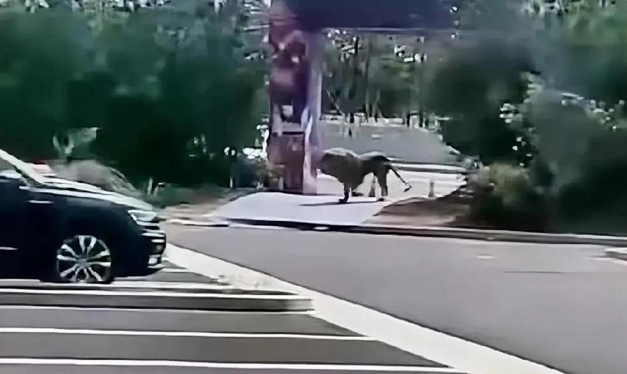 今天是"皮裤哥"在洛阳的演唱会的日子,本来全城都在为"皮裤哥"狂欢,"