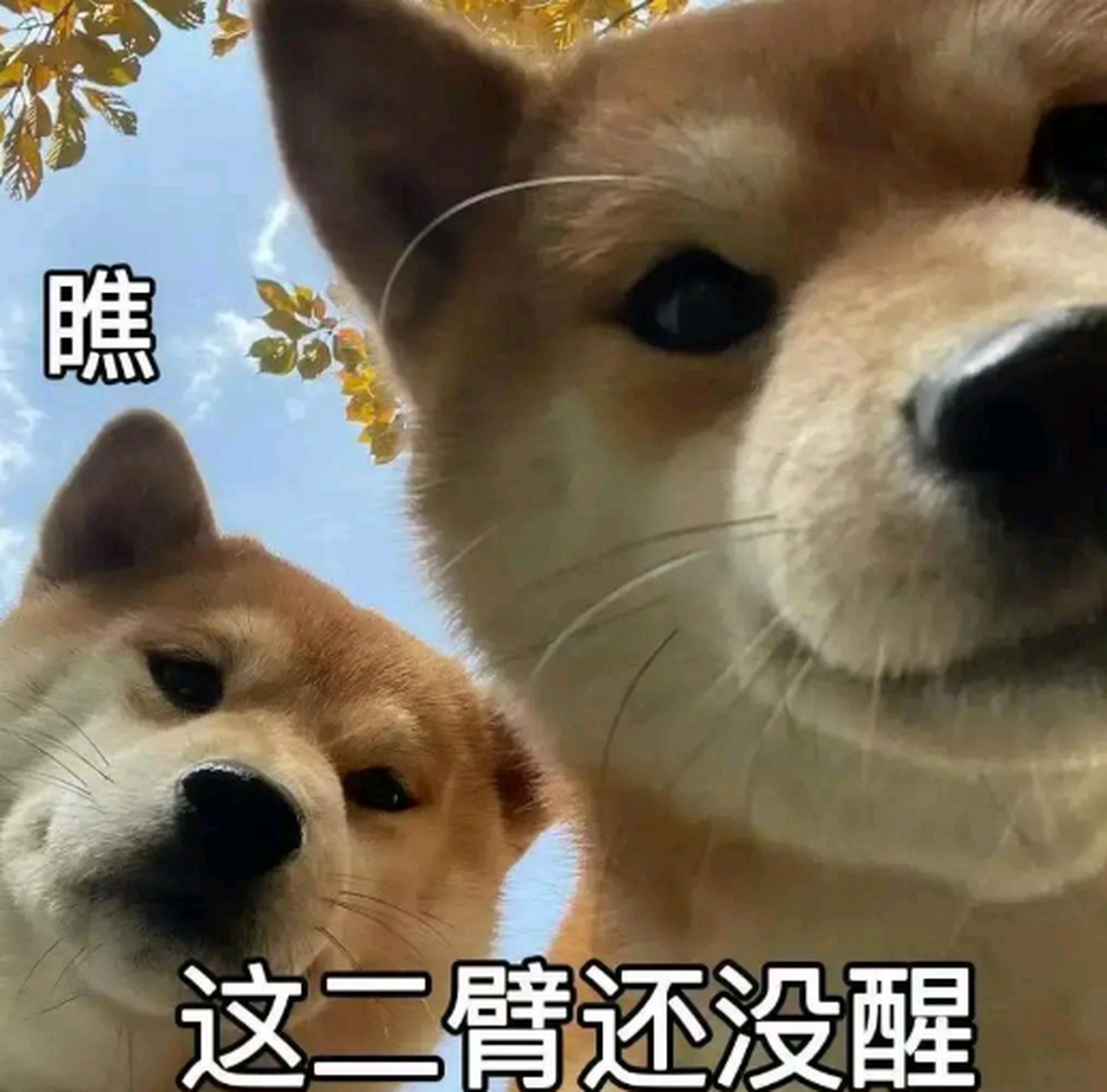 看什么看,说你呢