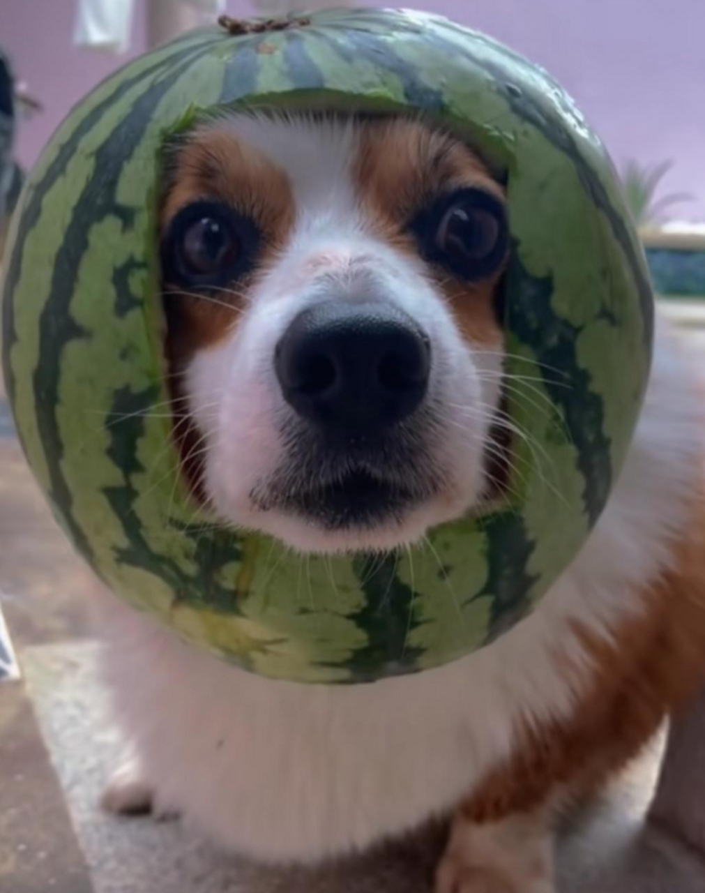 柯基的西瓜帽很合适呀!