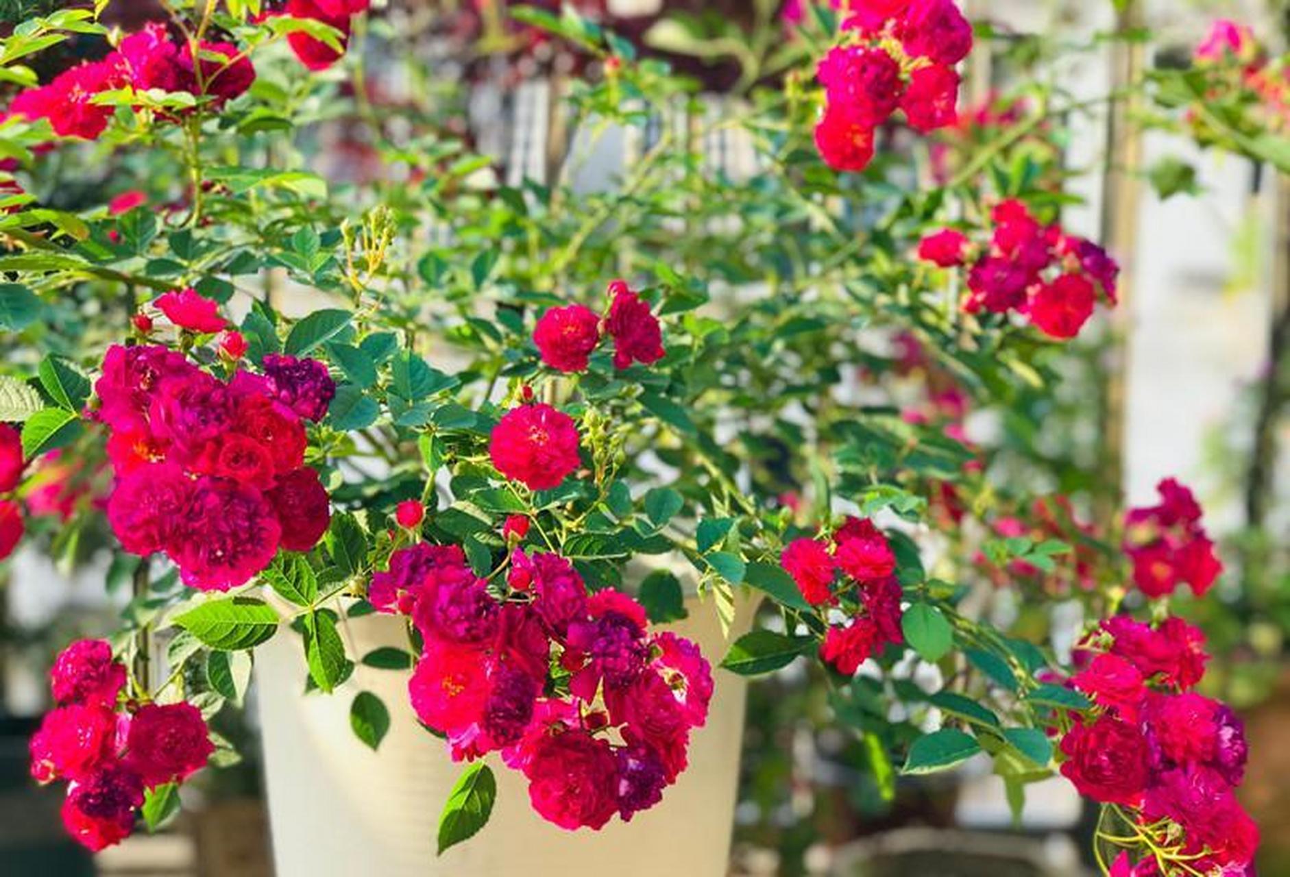 甜蜜马车,号称"开花机器"的盆栽月季,植株低矮紧凑,小小的一株,却能四