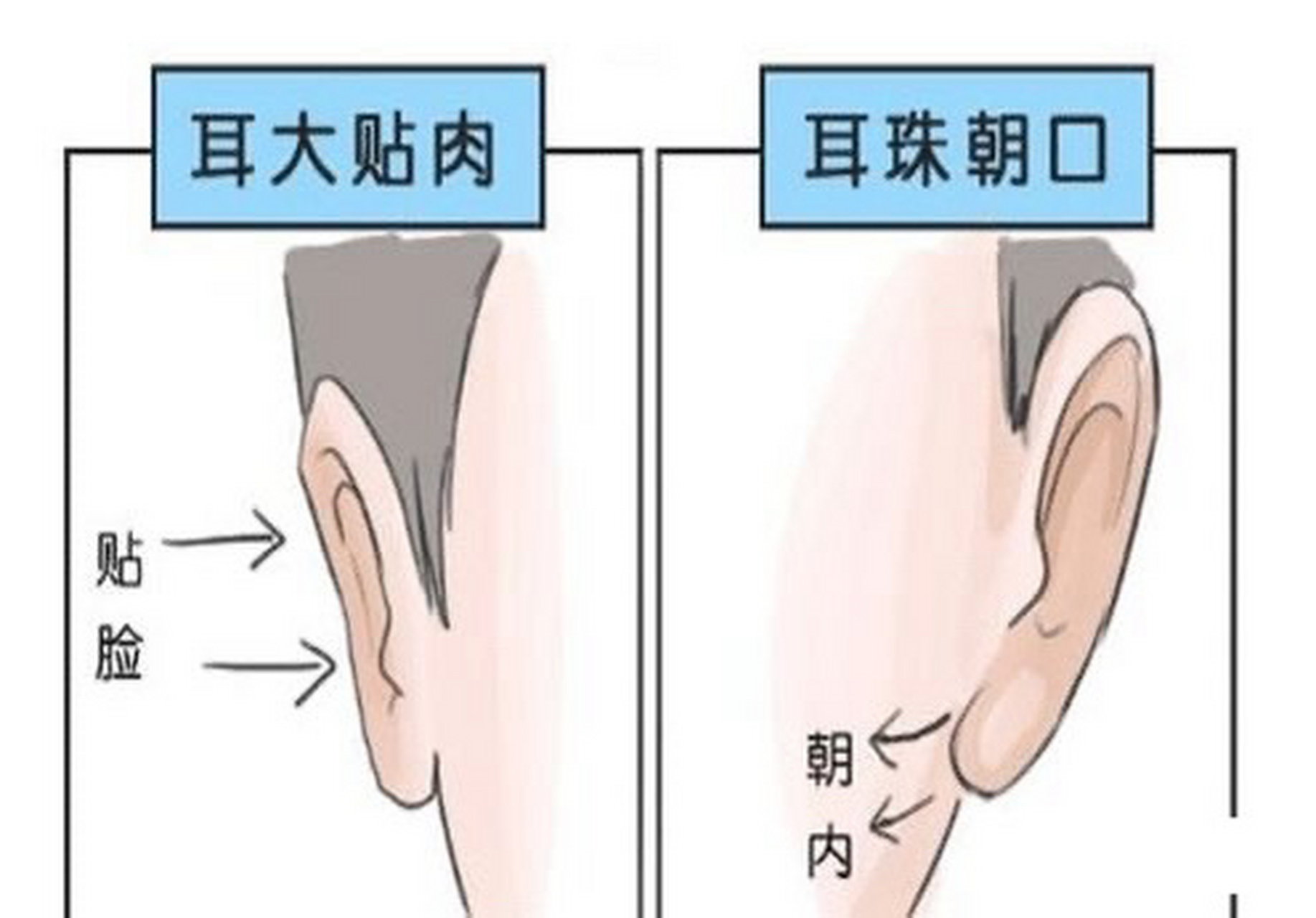 耳朵垂珠朝口者的图片图片