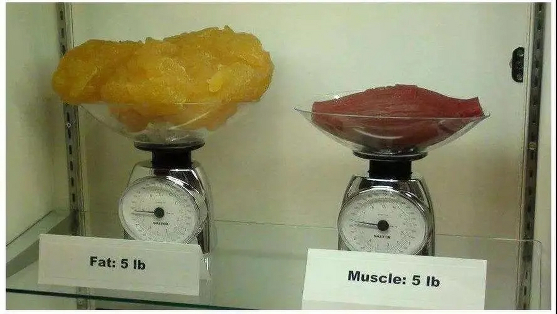 5斤脂肪体积图片图片