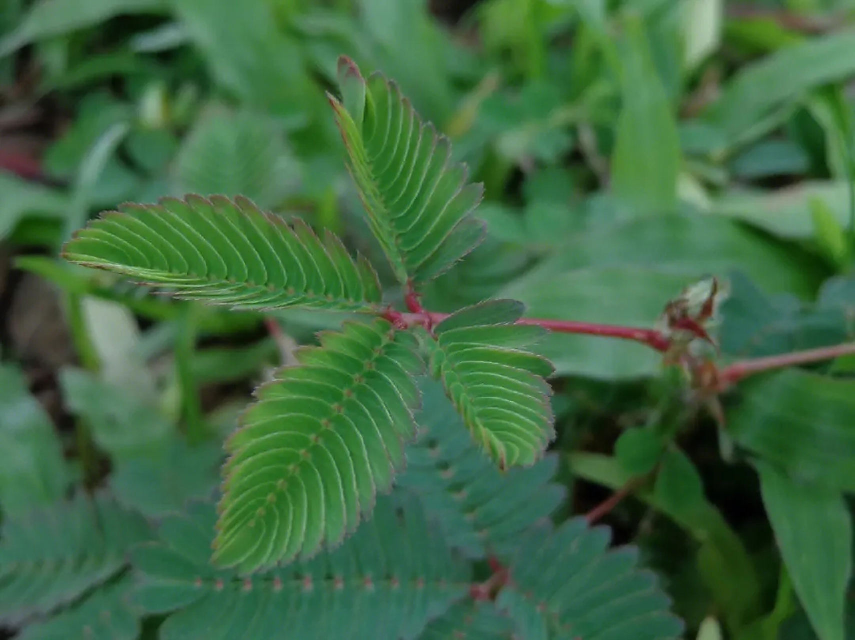 羞草,学名敏感植物(mimosa pudica),又称闭合草,倒钩草,是一种神奇而