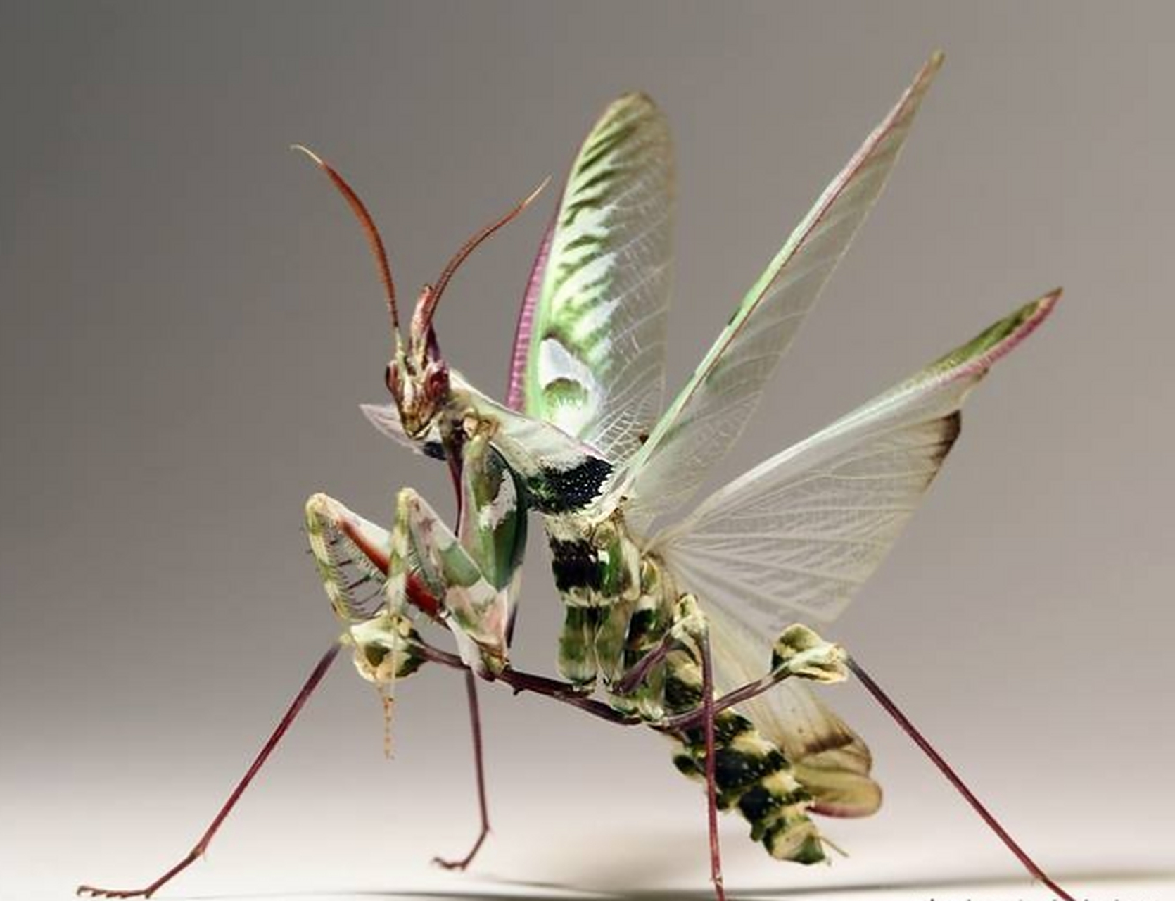 这种螳螂看着就是个狠角色啊!