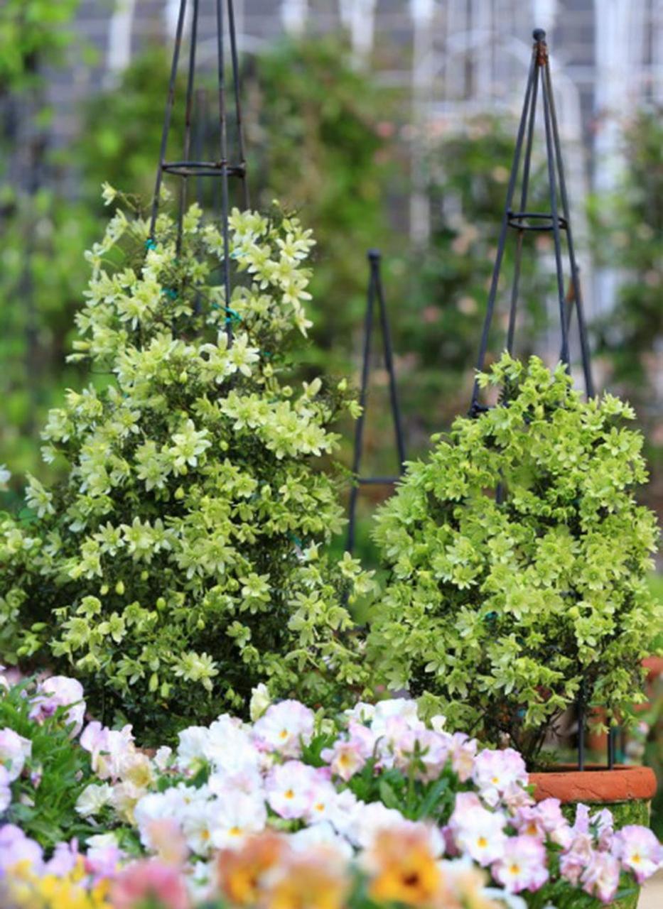 小精灵是一款有着淡淡兰花香味的常绿铁线莲.