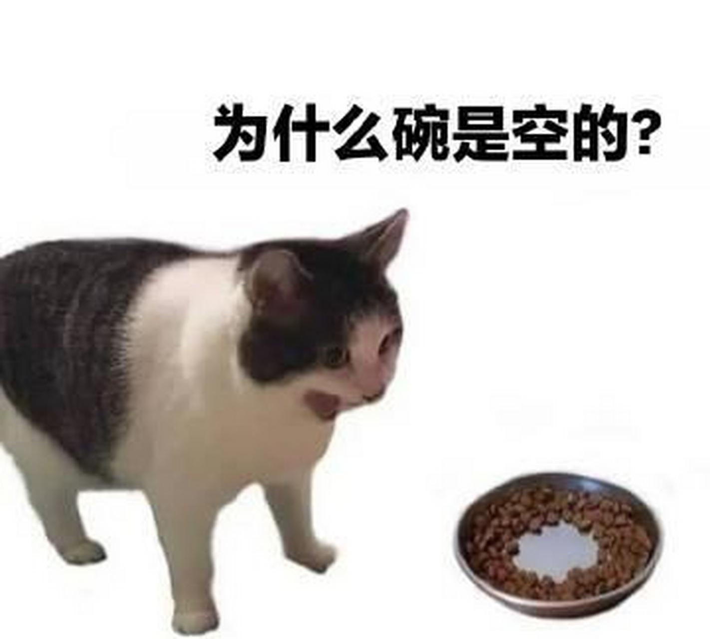 如果有人没有看到空碗小猫的原始图像