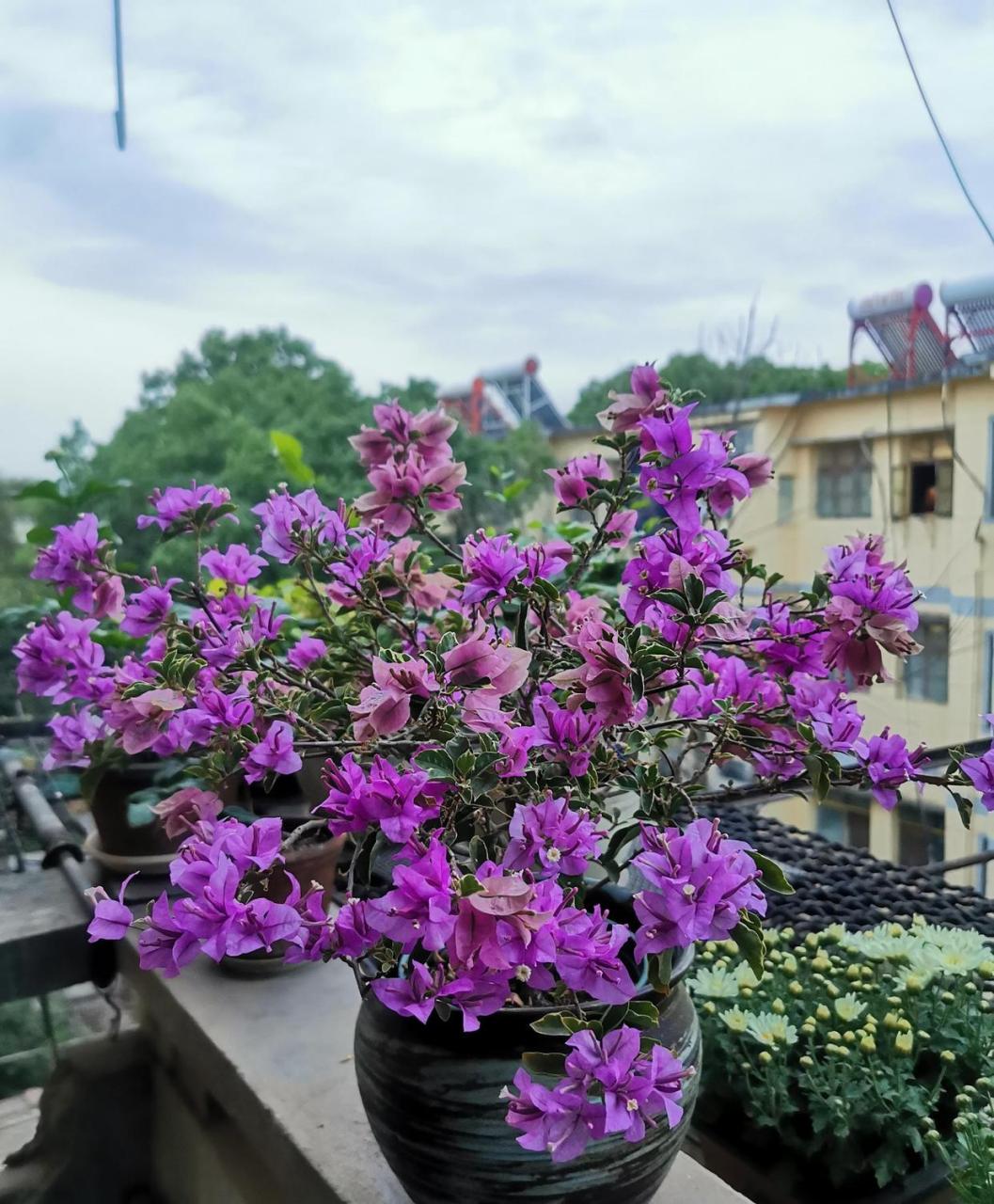 有种三角梅,名叫"雪紫",花朵是紫色和奶白色组成的,花瓣犹如白雪染上