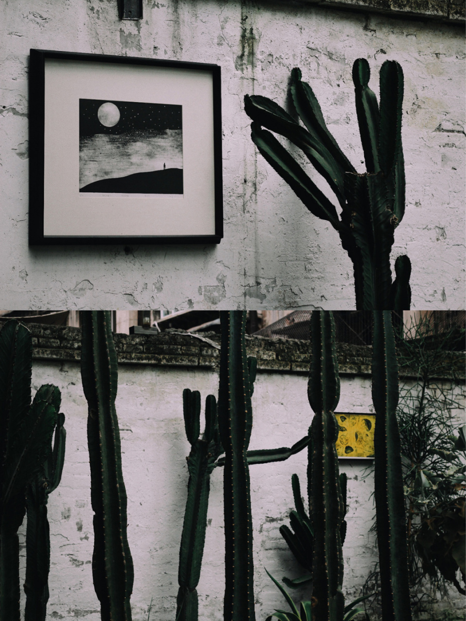 店名:植男greenman 地址:江北区观音桥兴塔路塔坪108号[大哈] 植男这