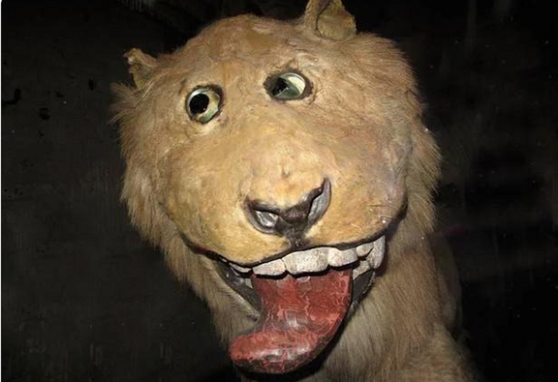 1731年,瑞典博物馆里活体狮子标本,初衷是用它的血盆大口展现北欧人的