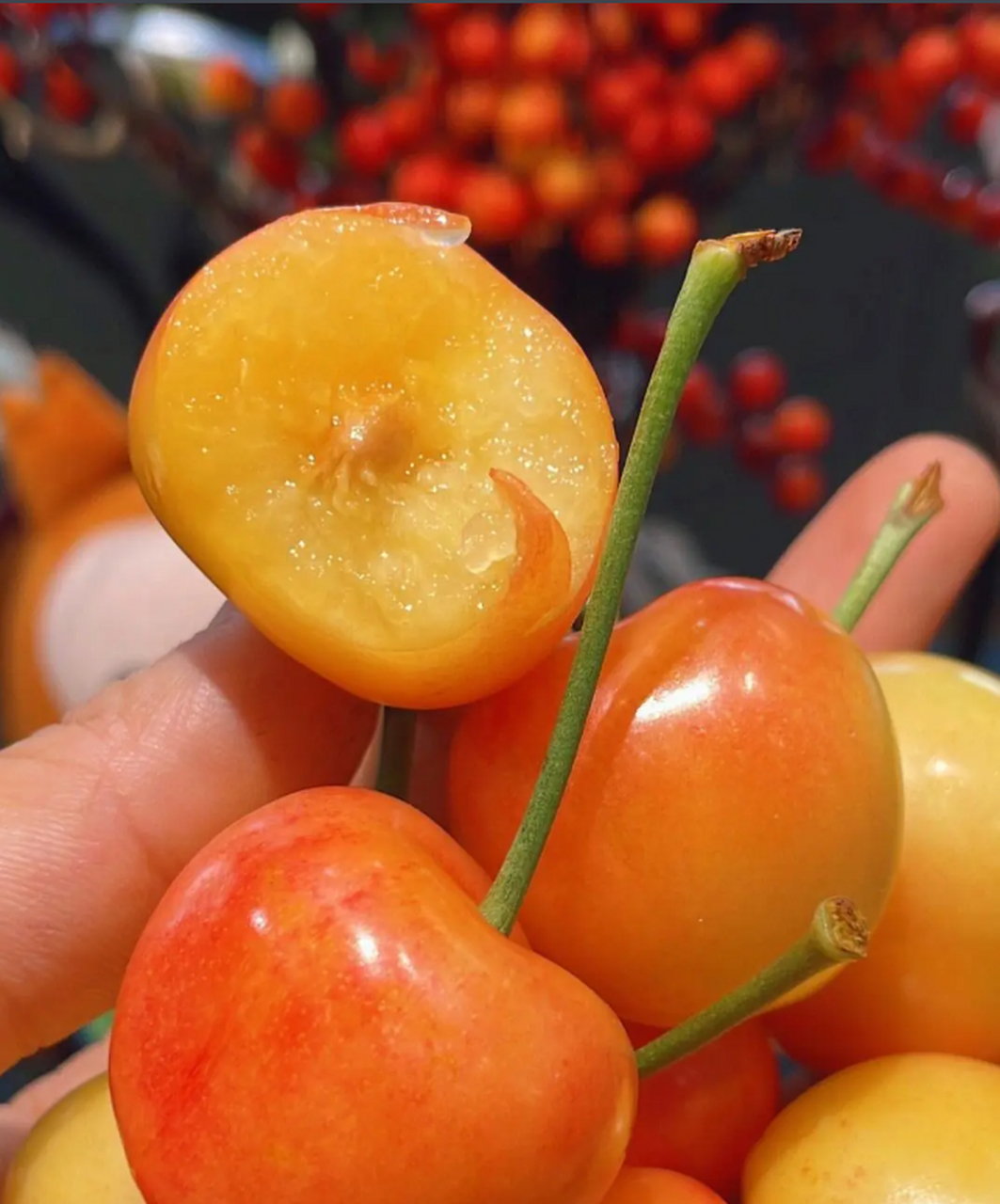 金车厘子真的是金色吗?它的营养价值真的比红车厘子营养价值要高吗?