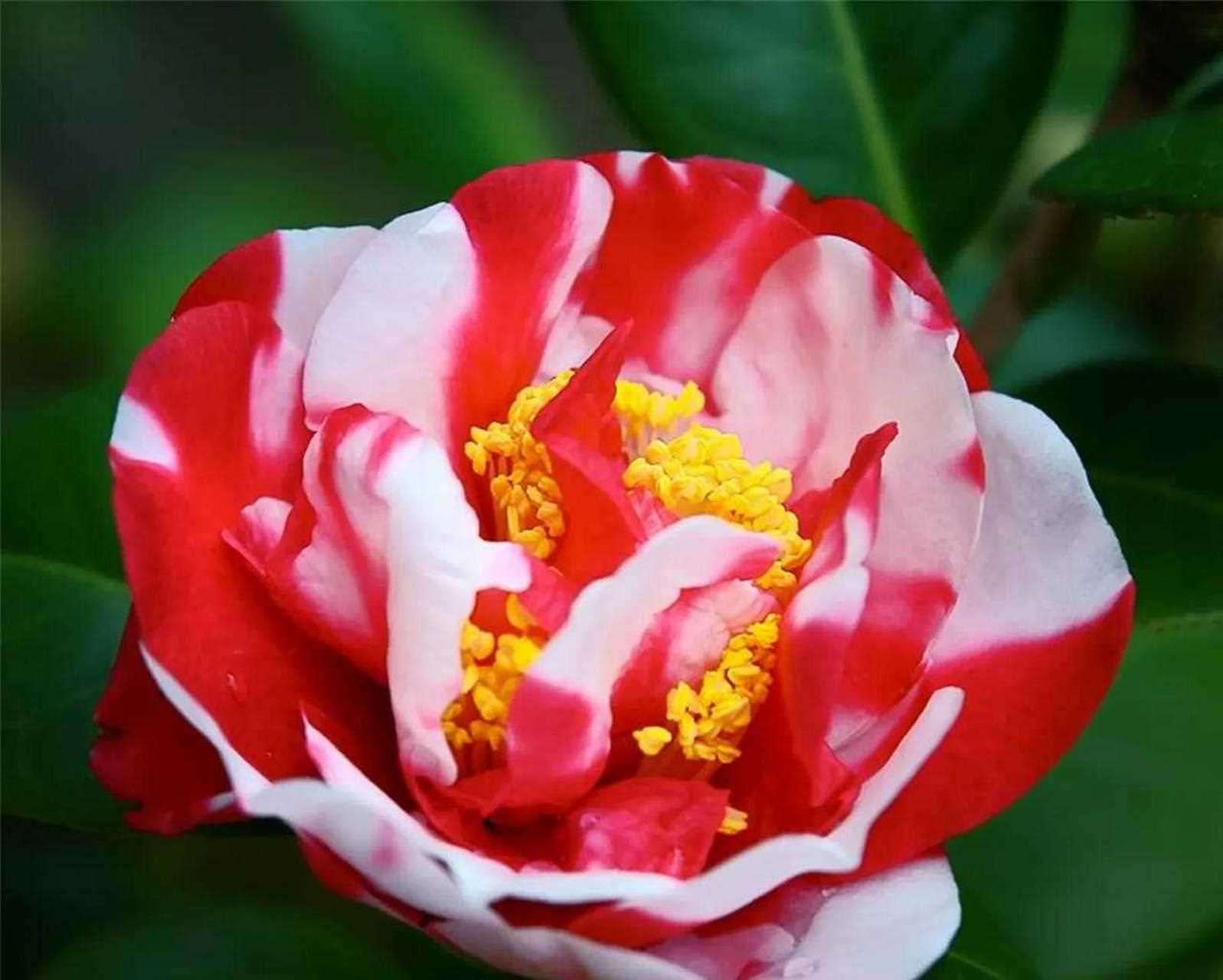 茶花～吉普赛女郎[疑问] [阴险] 美艳热烈 自由奔放  吉普赛女郎