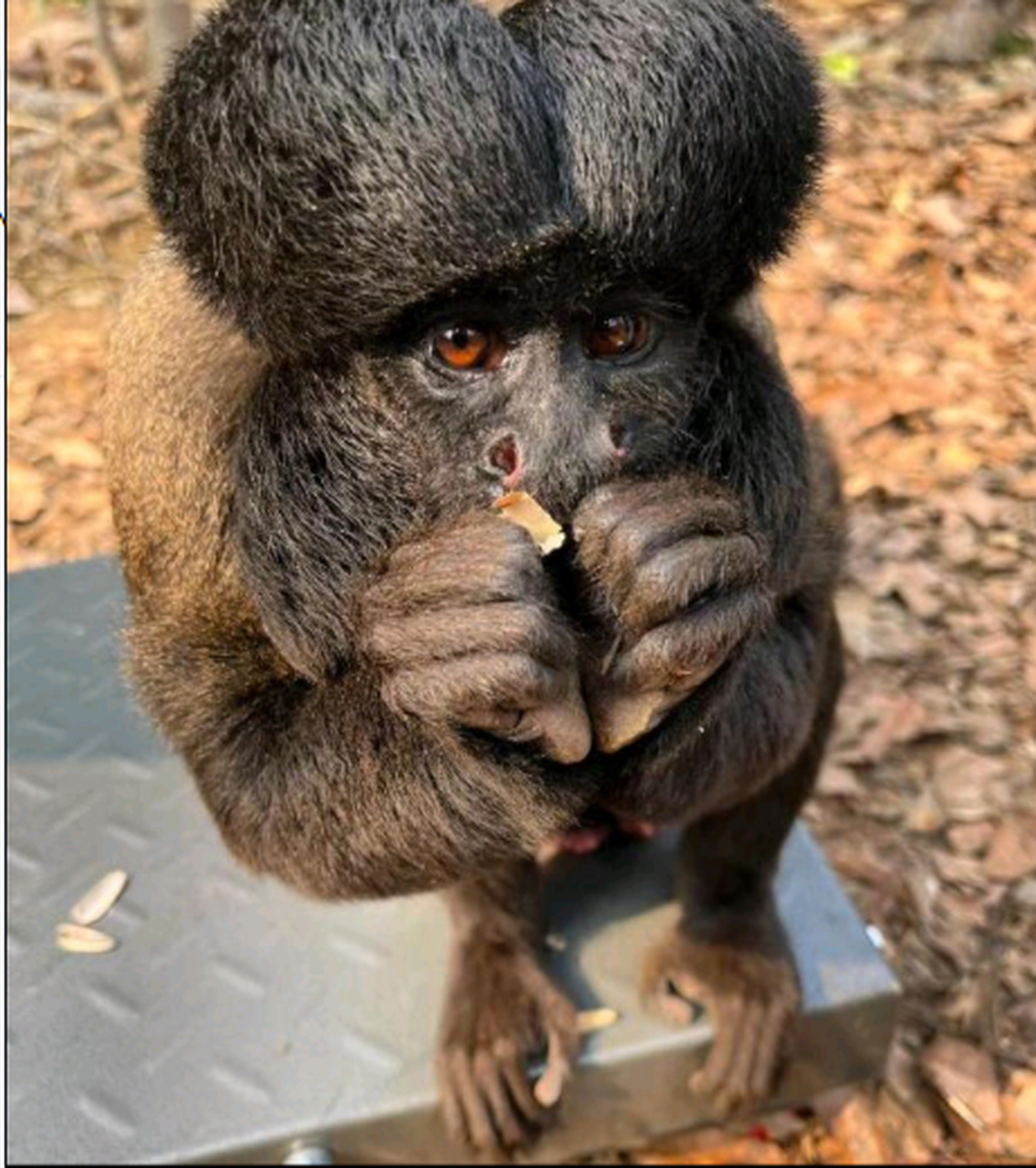 大猩猩的发型不错