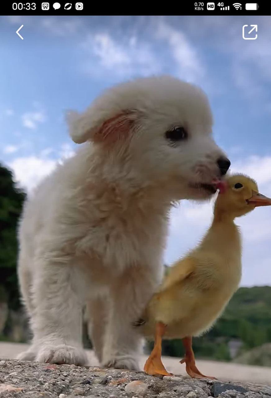 狗和小鸭的温馨图片[捂脸]