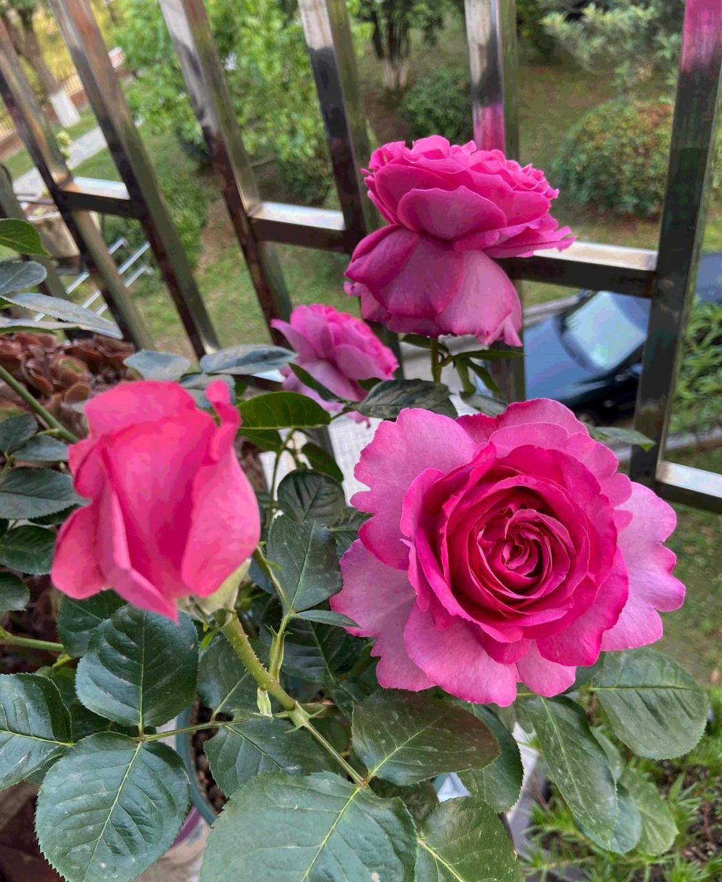 月季花界的"牡丹"——伊芙伯爵,集牡丹,月季二者优点于一身,花型圆润