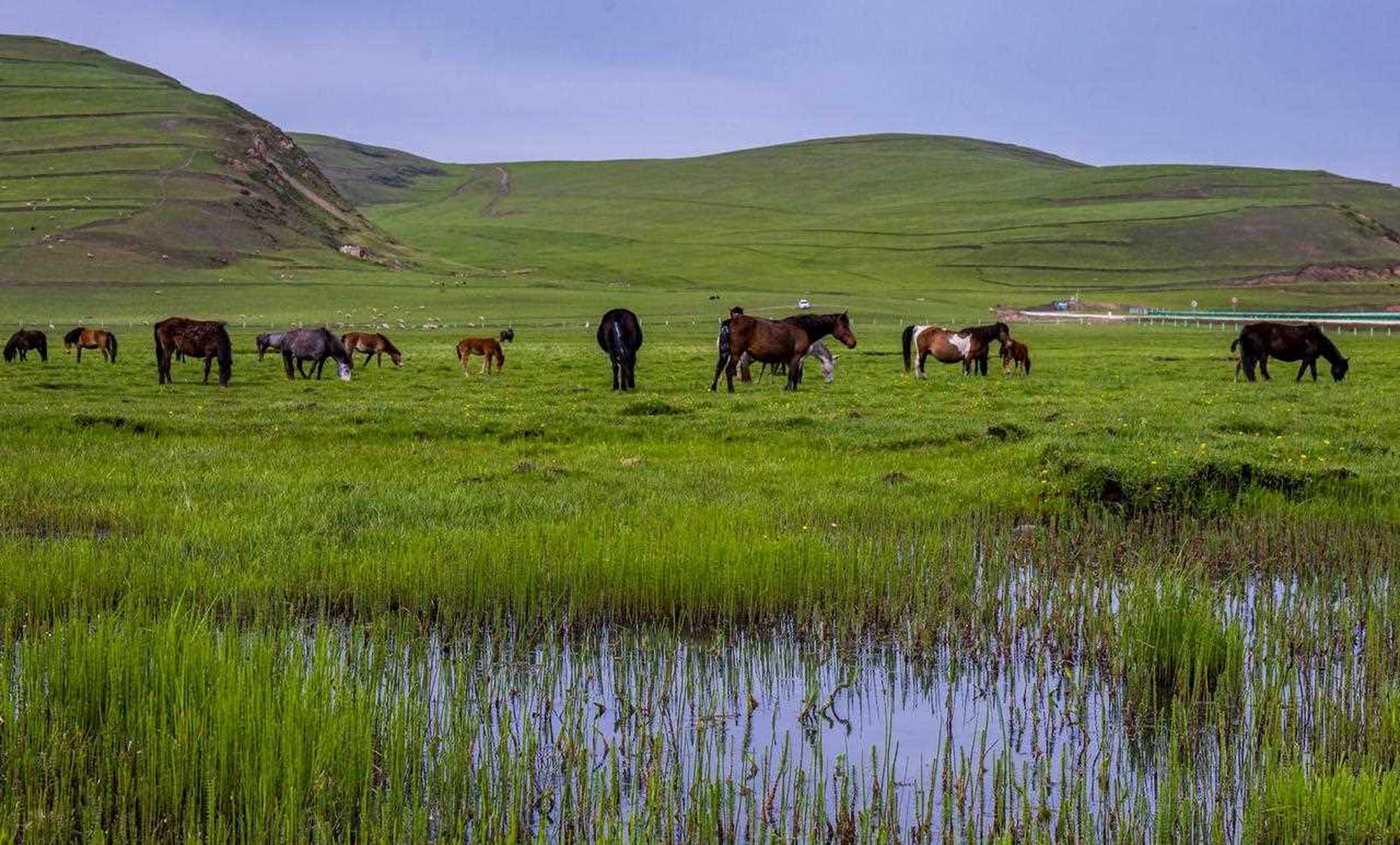 甘肃定西-岷县狼渡湿地草原 一处生态环境极佳的地方.