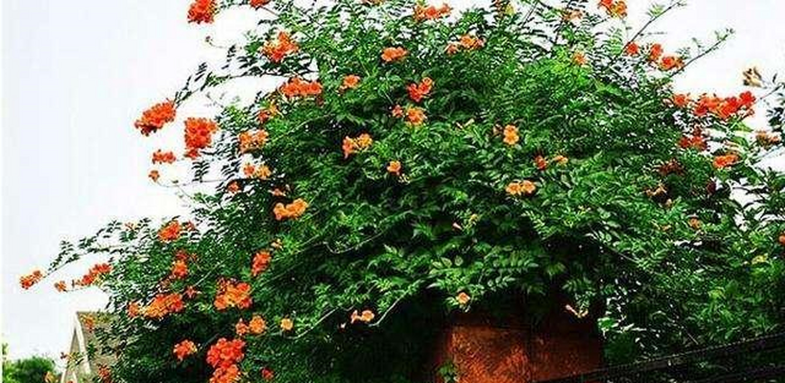 它就是俄罗斯凌霄花,这种凌霄花是俄罗斯改良后的新品种,比普通凌霄花